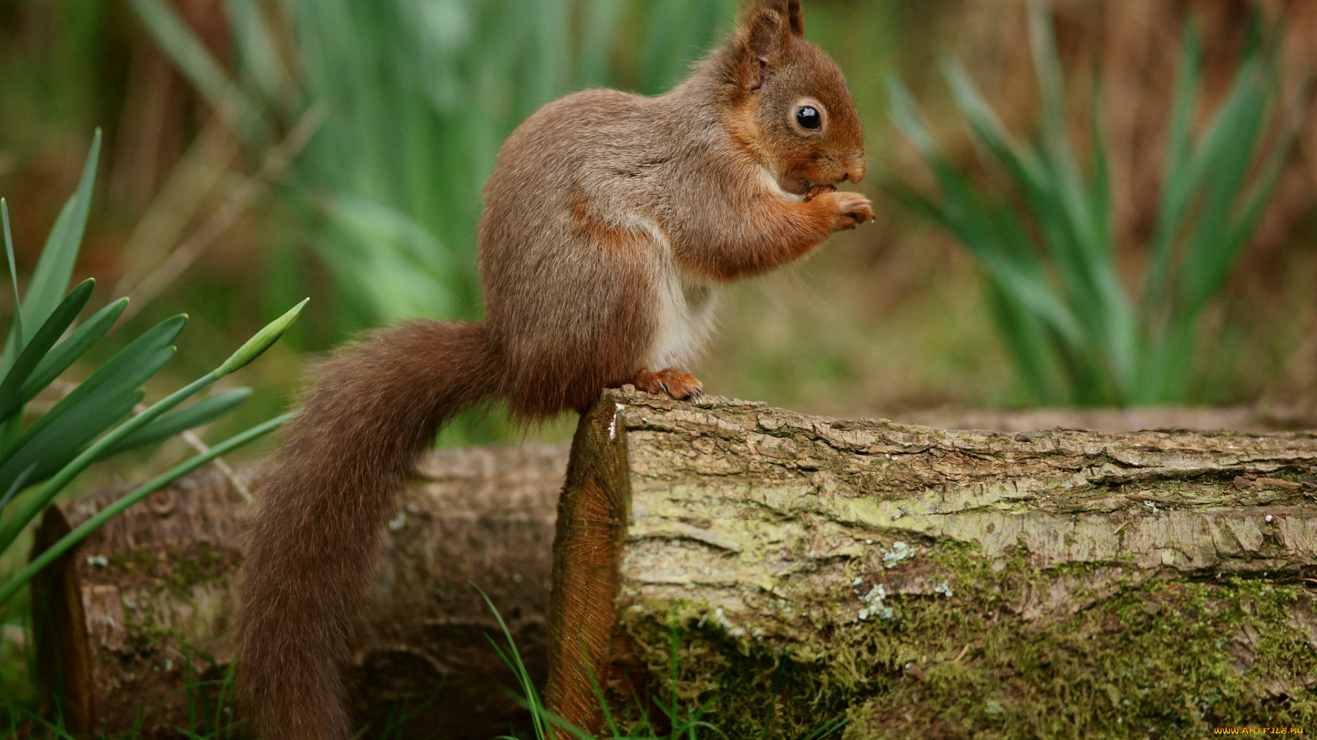 животные, белки, дерево, белка, трава, весна