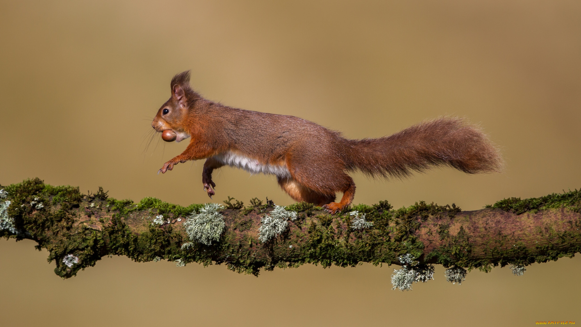 животные, белки, орех, рыжая, сук, ветка, белка