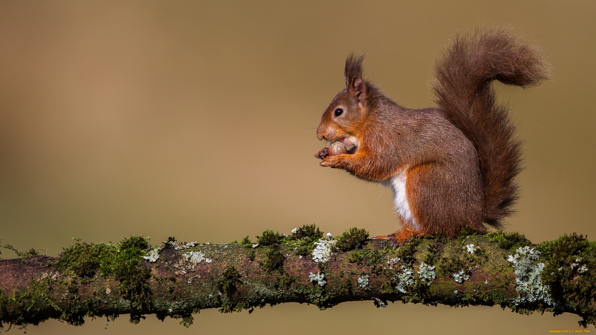 животные, белки, рыжая, белка, сук, ветка