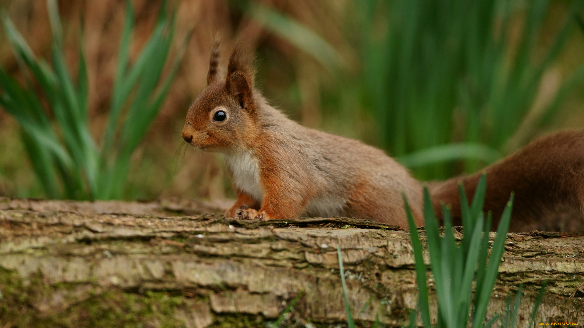 животные, белки, весна, белка, дерево, трава