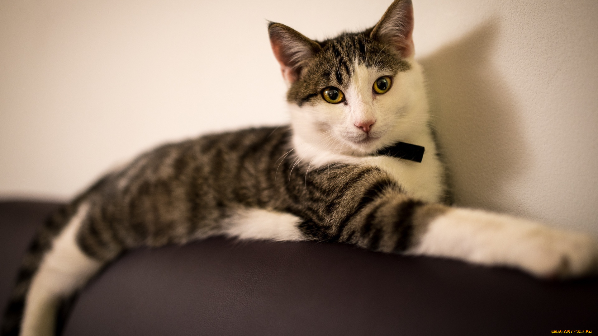 животные, коты, лежит, кошка, отдых