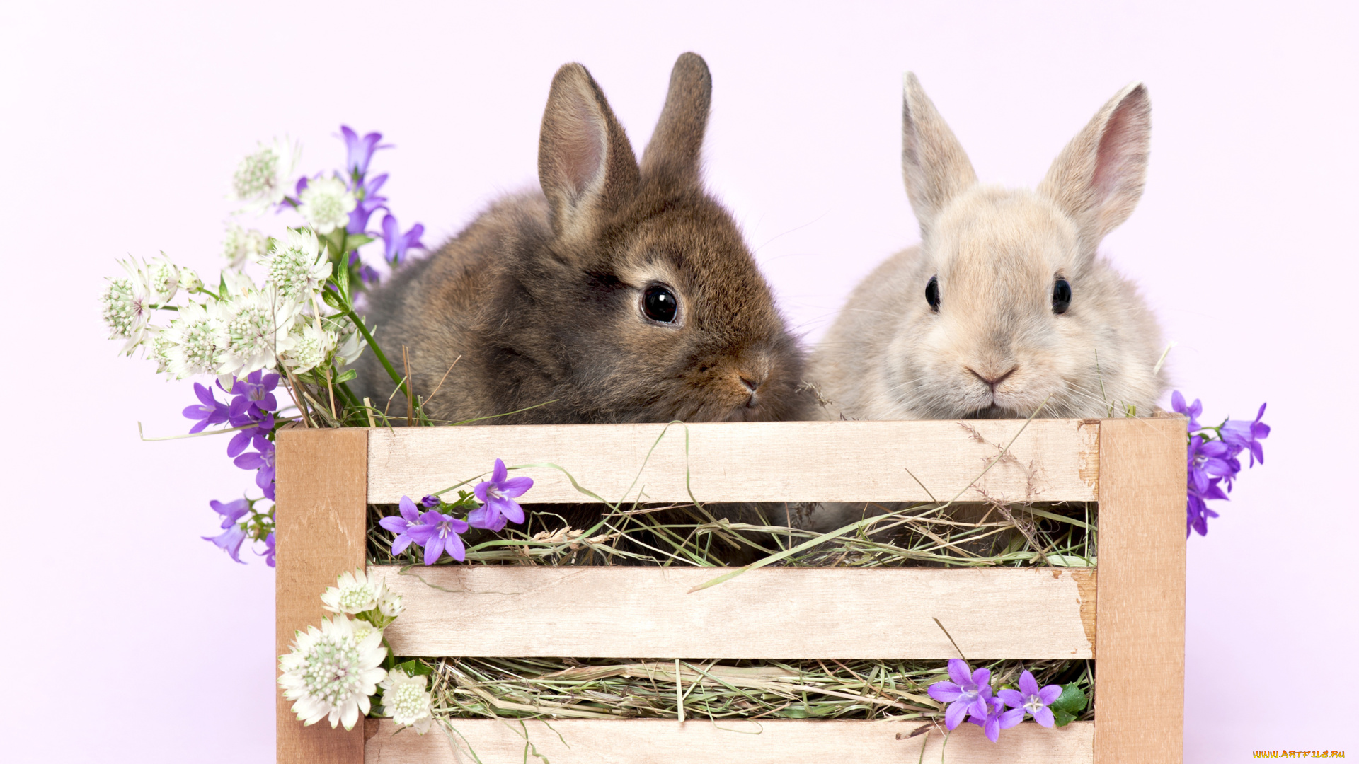 животные, кролики, , зайцы, пушистики