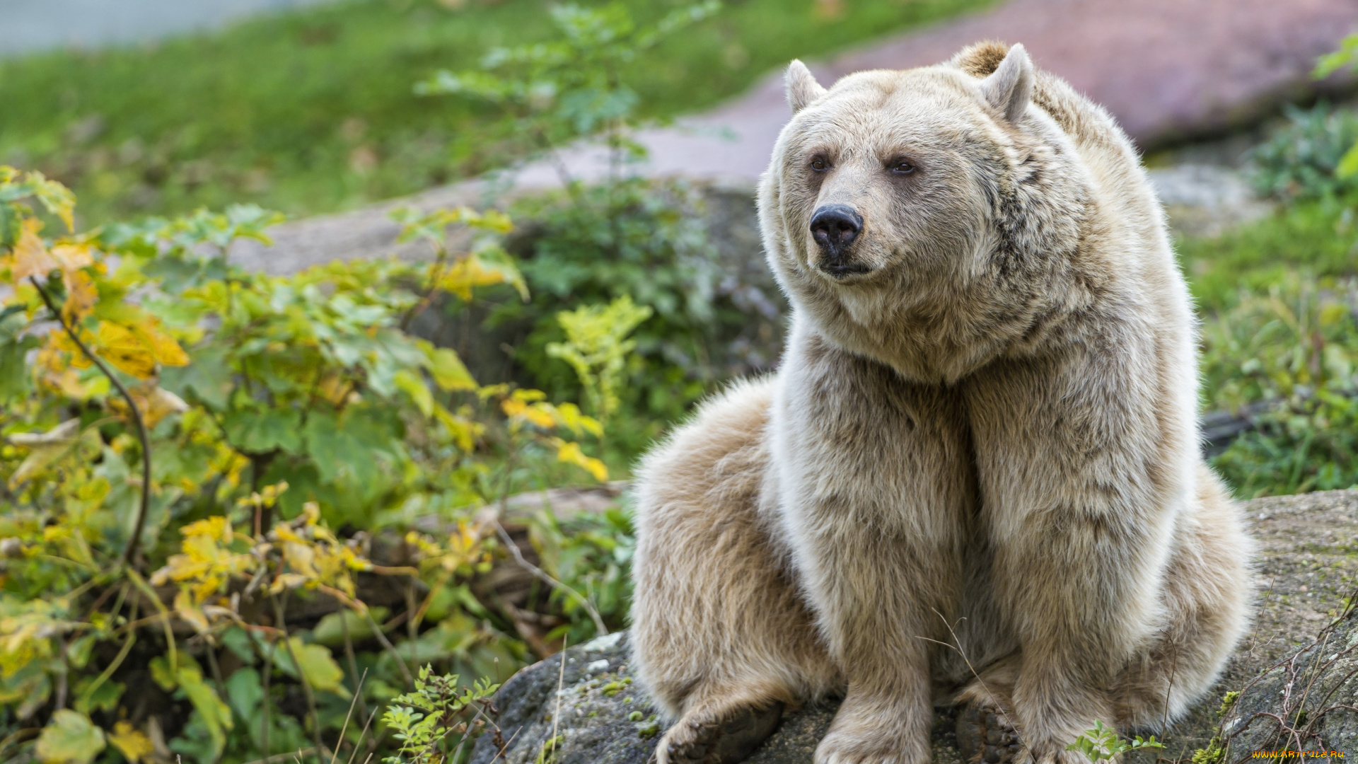 животные, медведи, миша