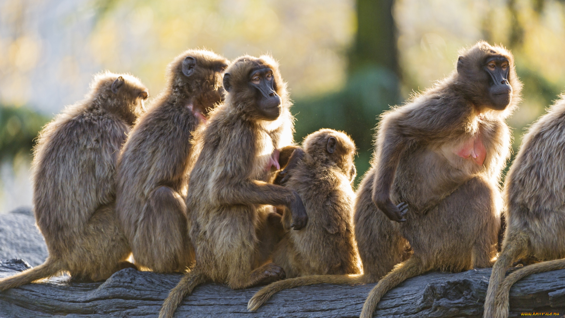 животные, обезьяны, посиделки
