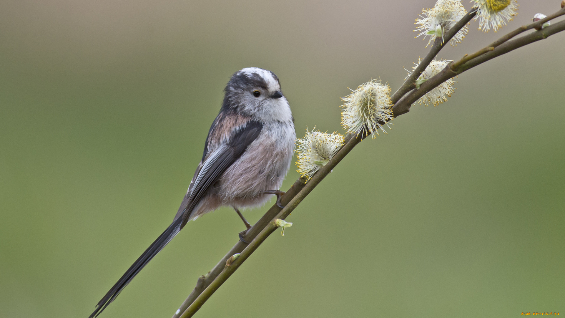 животные, птицы, птица, цветы, ветка, фон