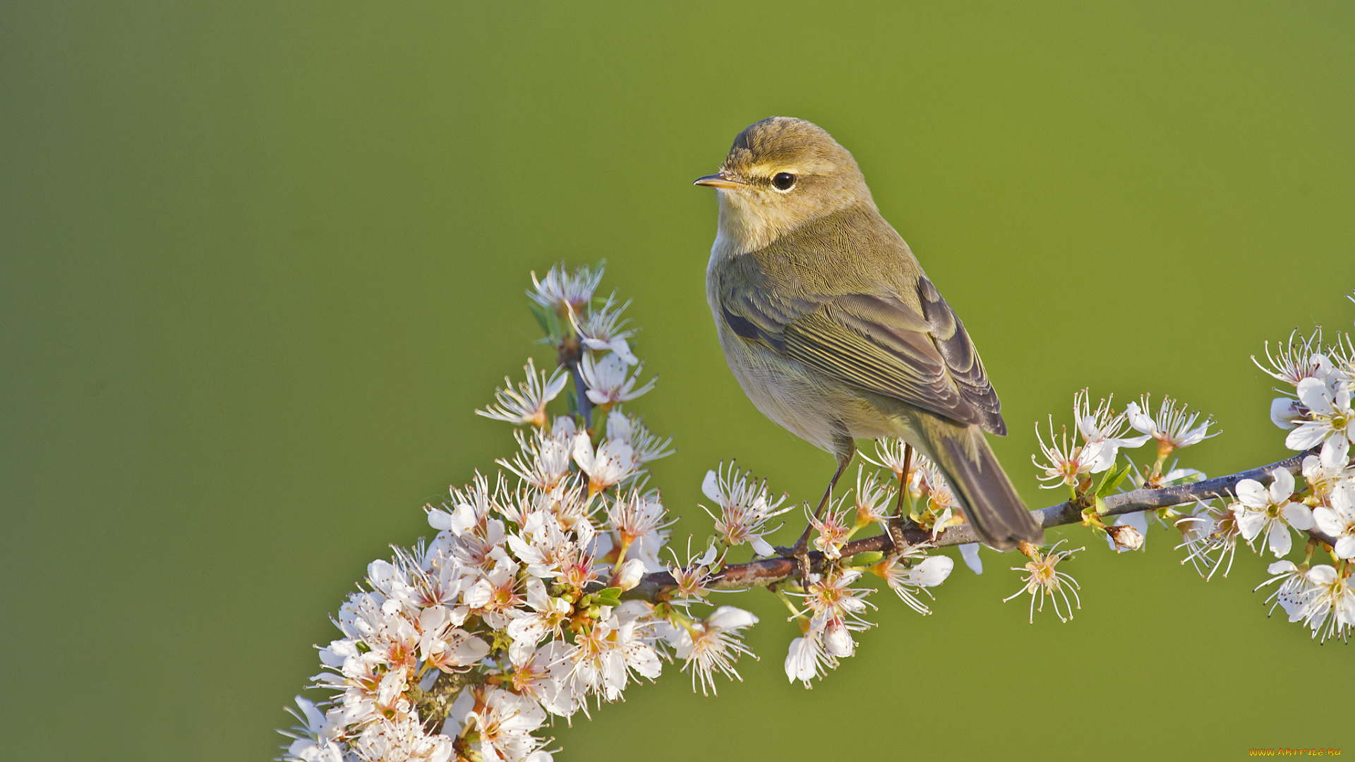 животные, птицы, воробей, цветы, ветка, фон