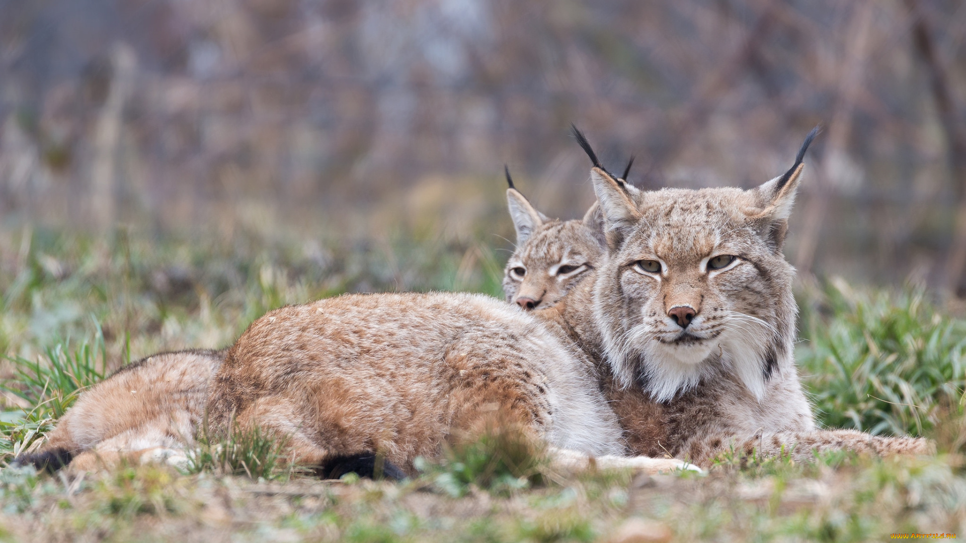 животные, рыси, отдых