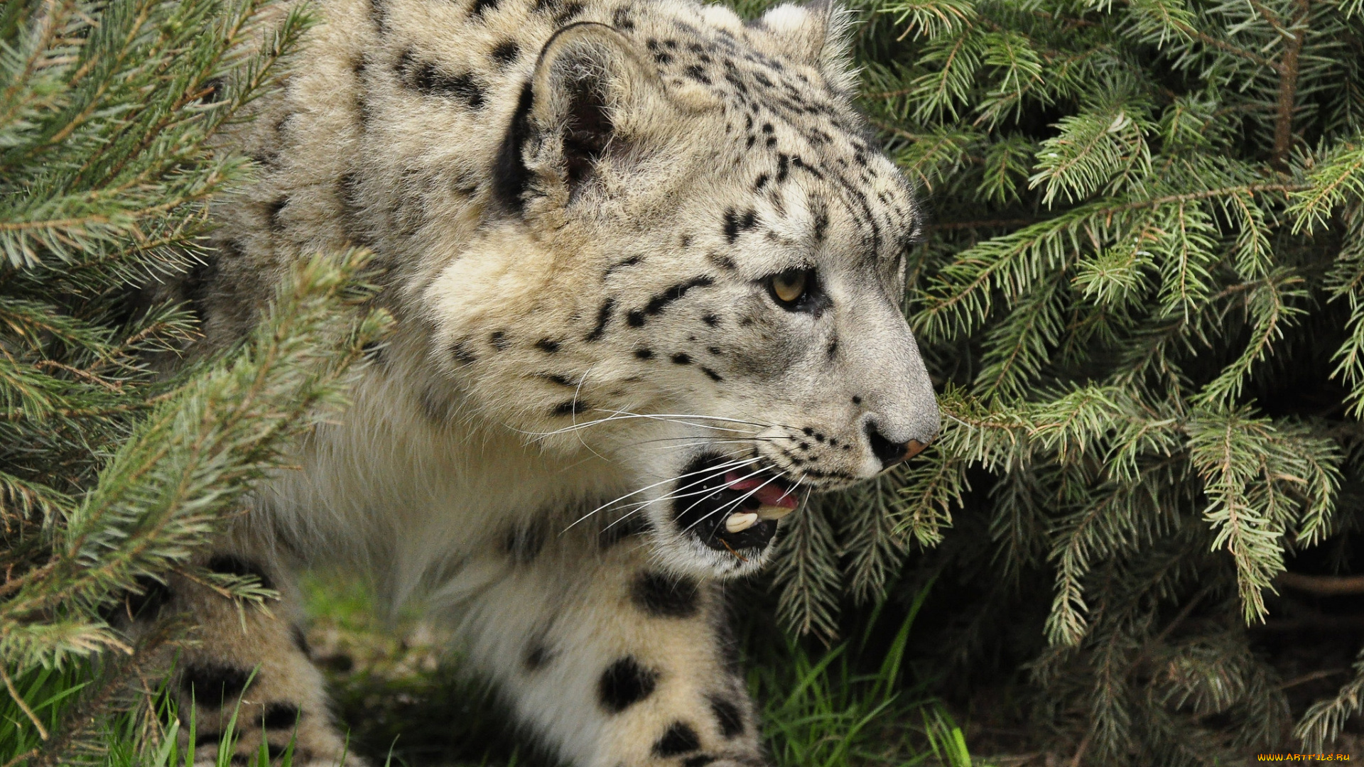 животные, снежный, барс, , ирбис, кусты, леопард, трава