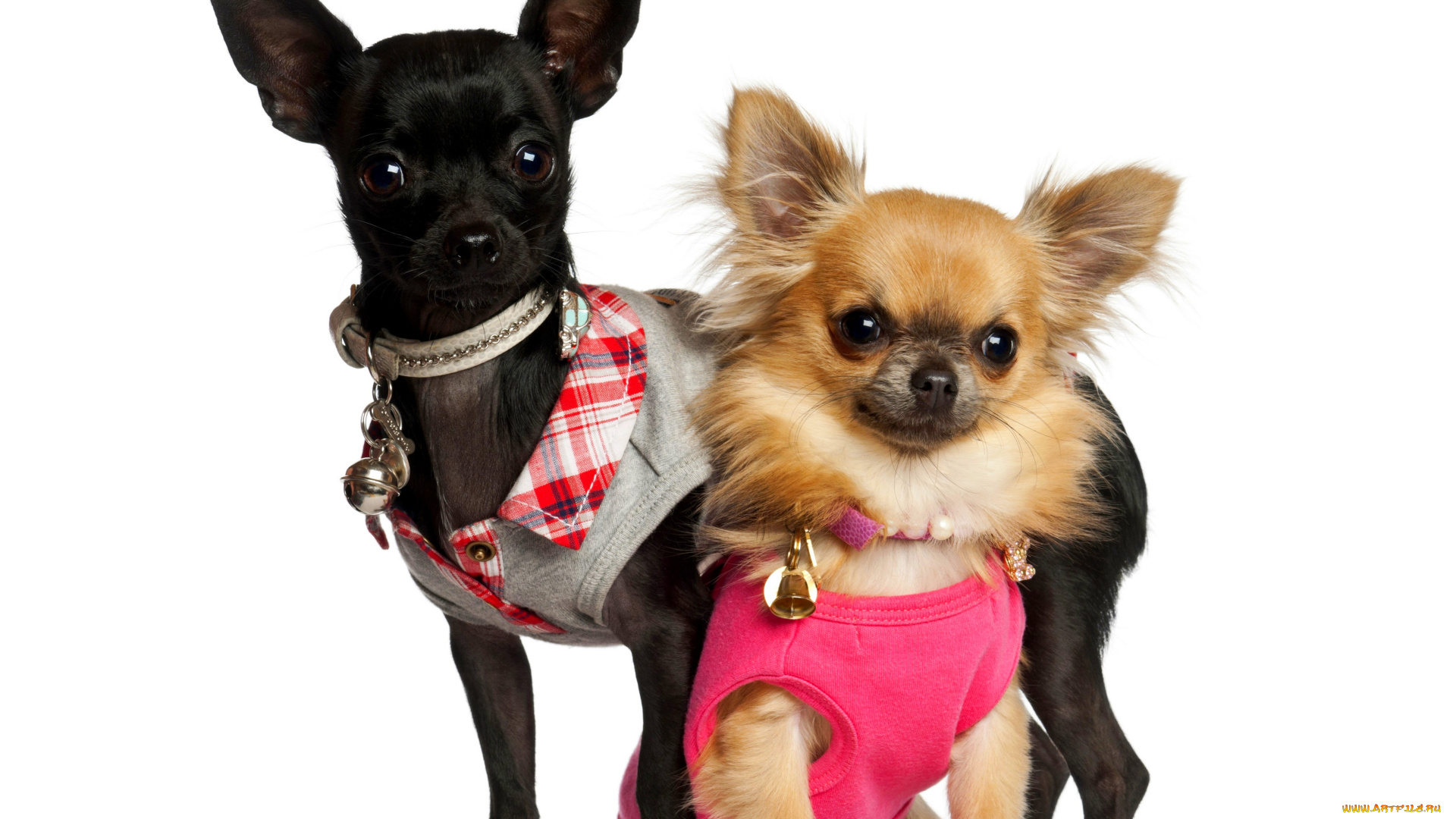животные, собаки, белый, фон, собачки