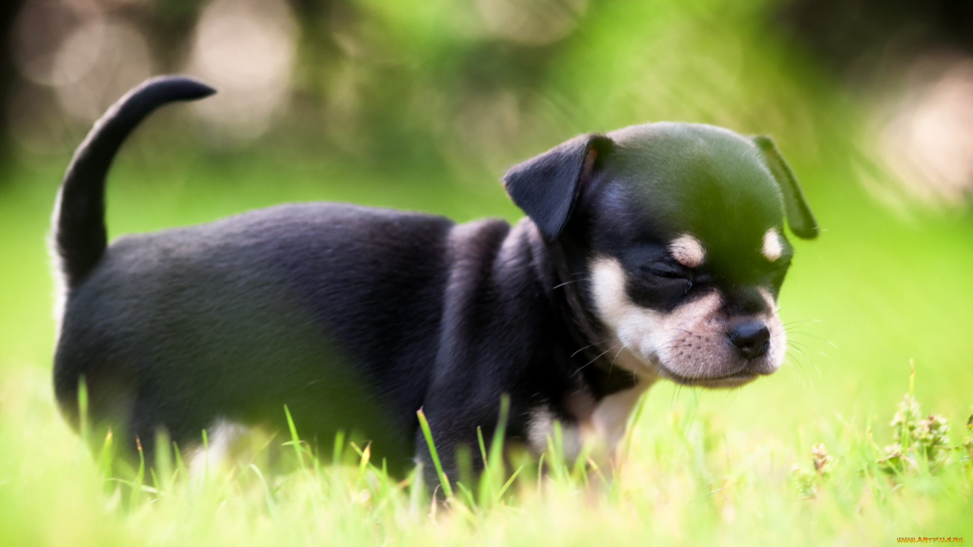 животные, собаки, трава, маленький, щенок