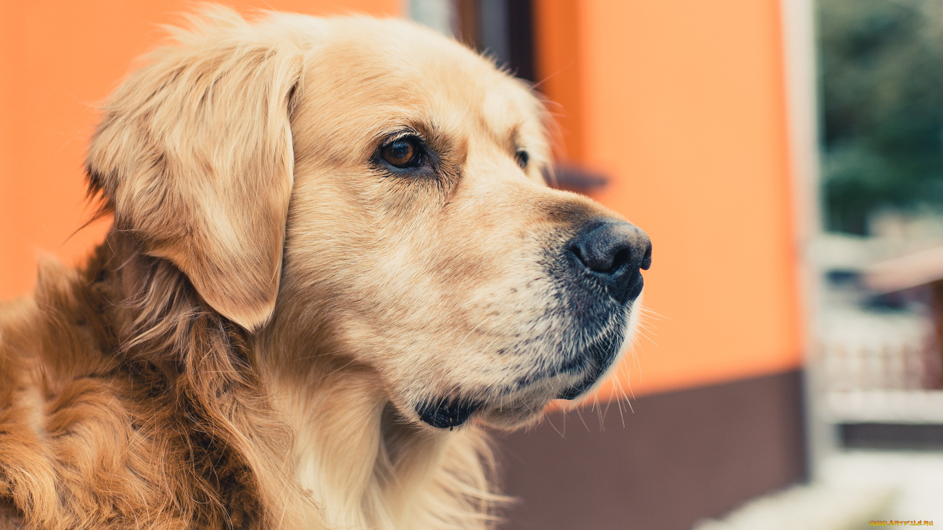 животные, собаки, взгляд