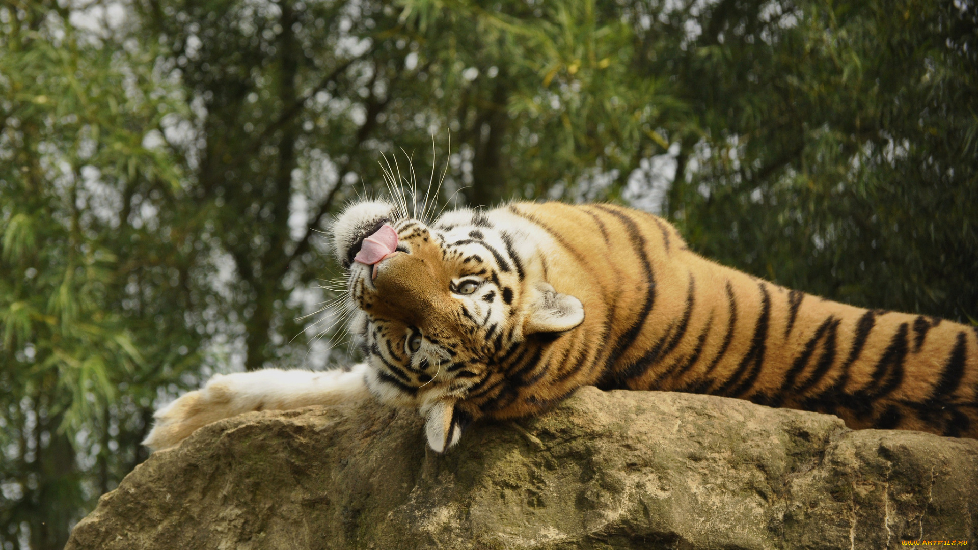 животные, тигры, камень, амурский, тигр, отдых