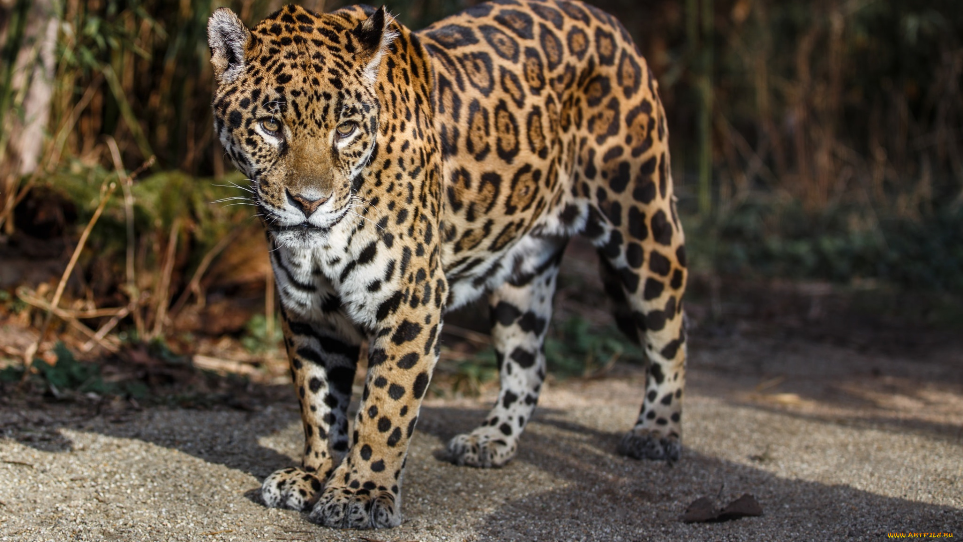 животные, Ягуары, пятна, морда, кошка