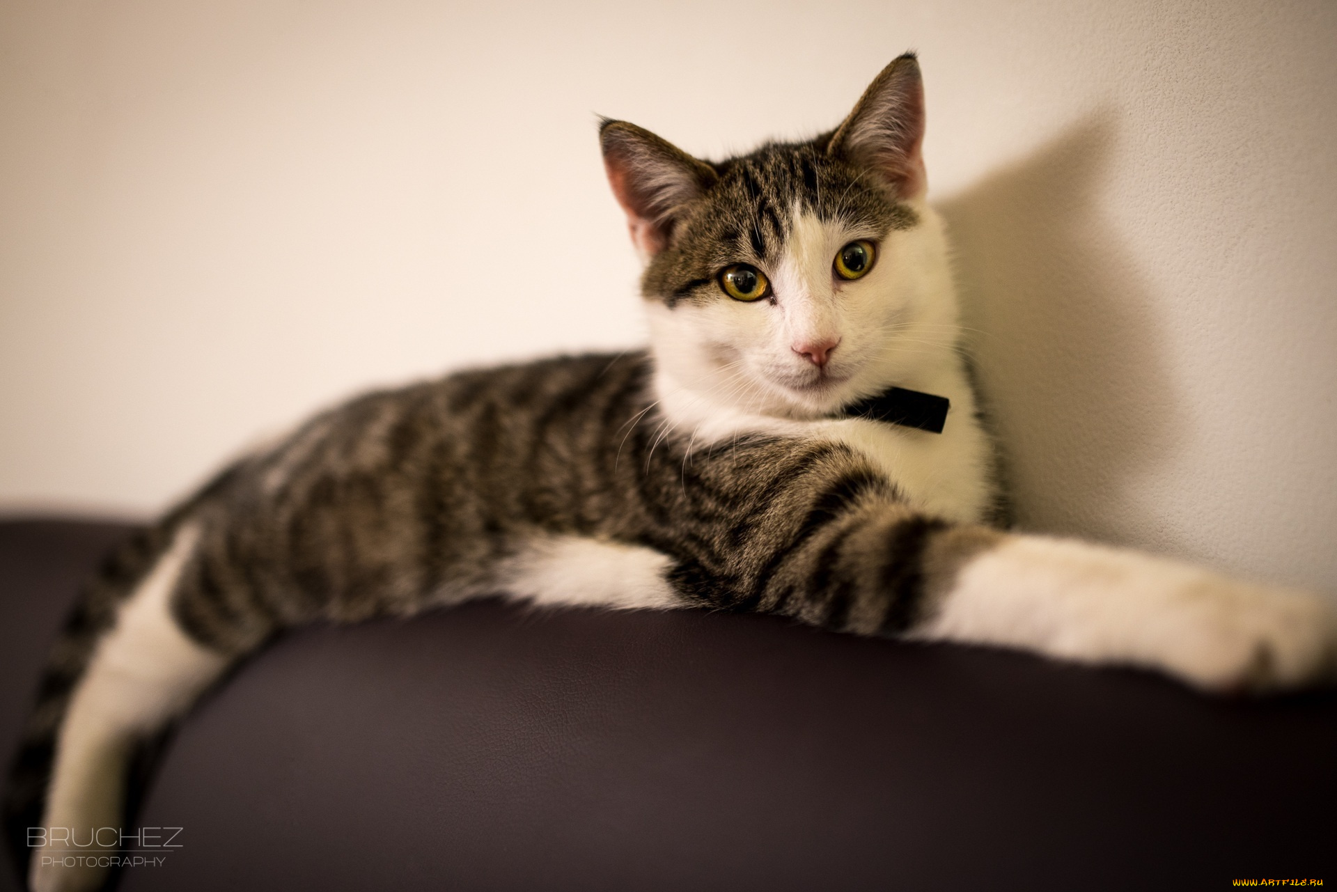 животные, коты, лежит, кошка, отдых