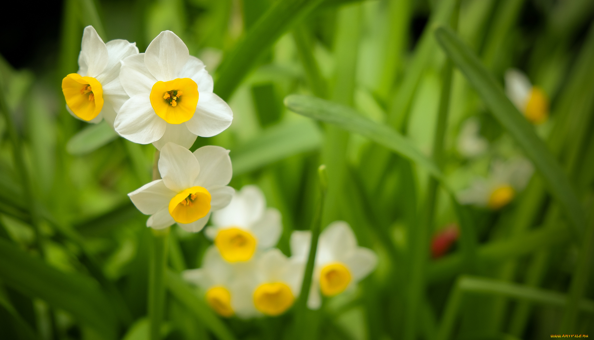цветы, нарциссы, листья