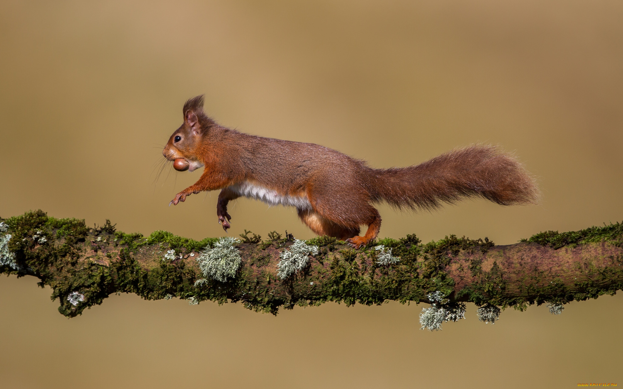 животные, белки, орех, рыжая, сук, ветка, белка