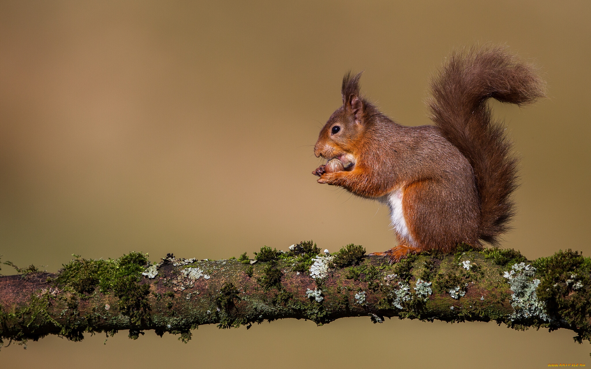 животные, белки, рыжая, белка, сук, ветка