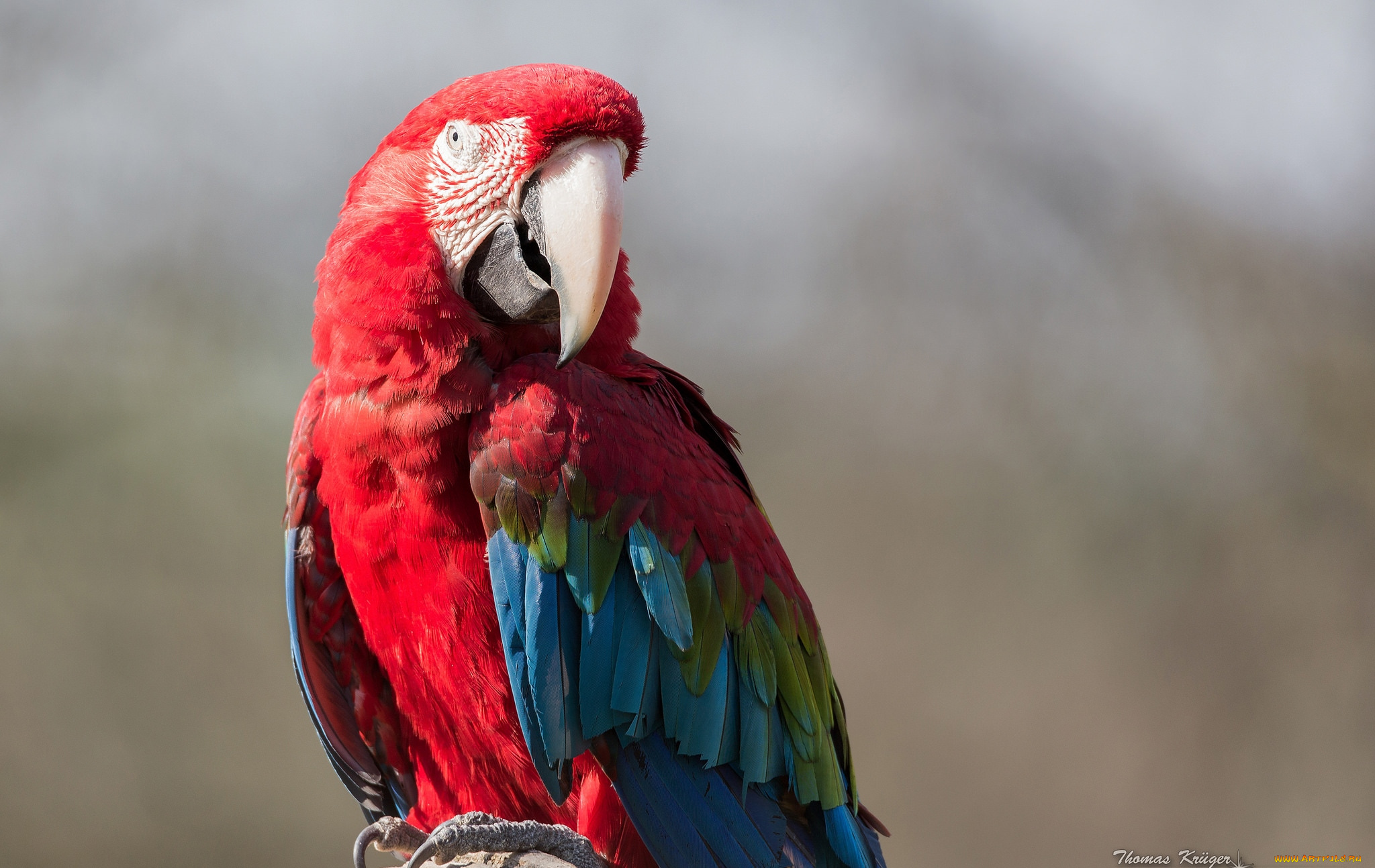 животные, попугаи, ара