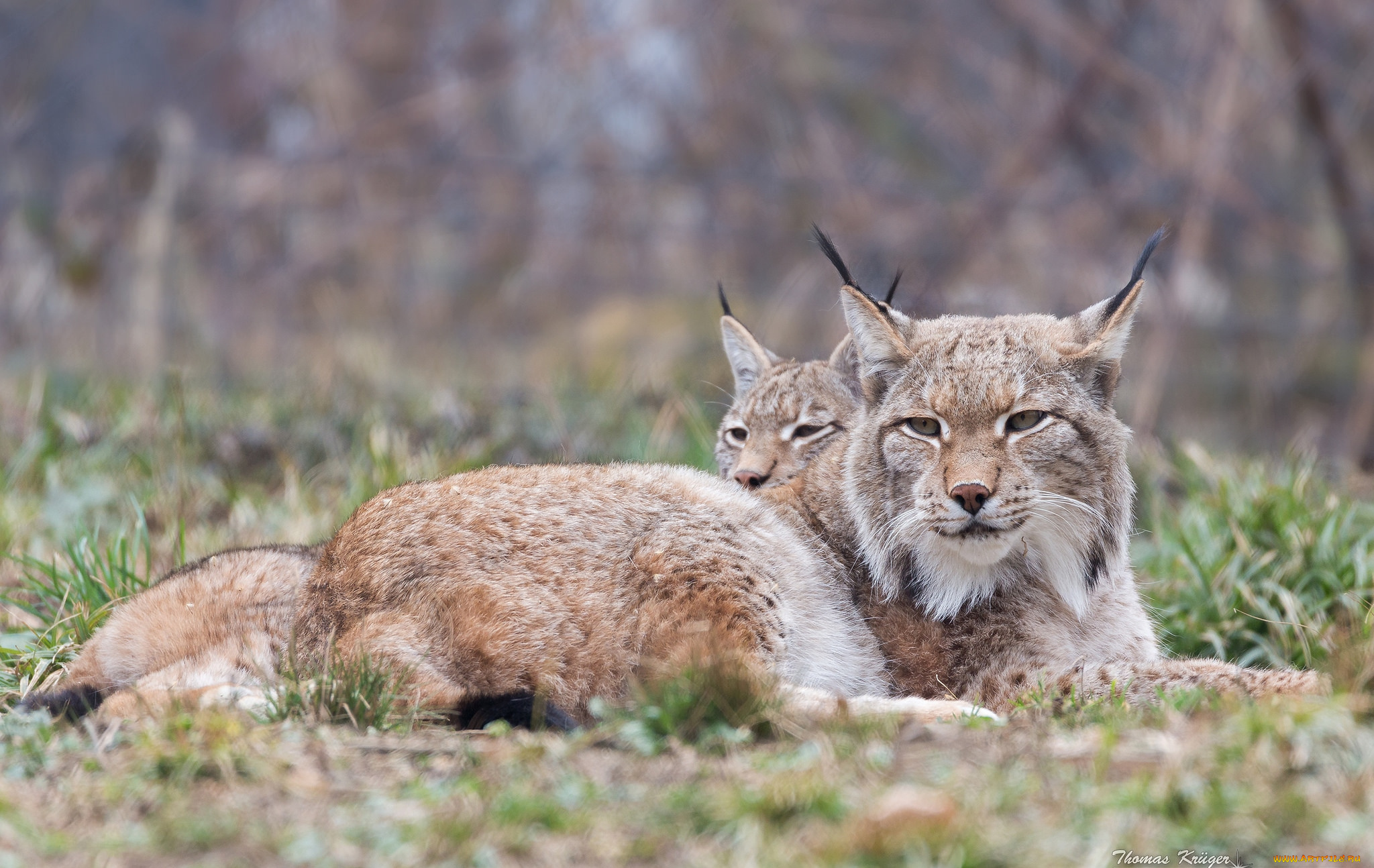 животные, рыси, отдых