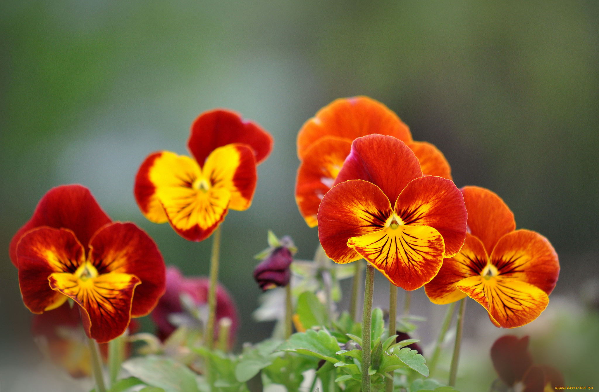 цветы, анютины, глазки, , садовые, фиалки, виола, весна