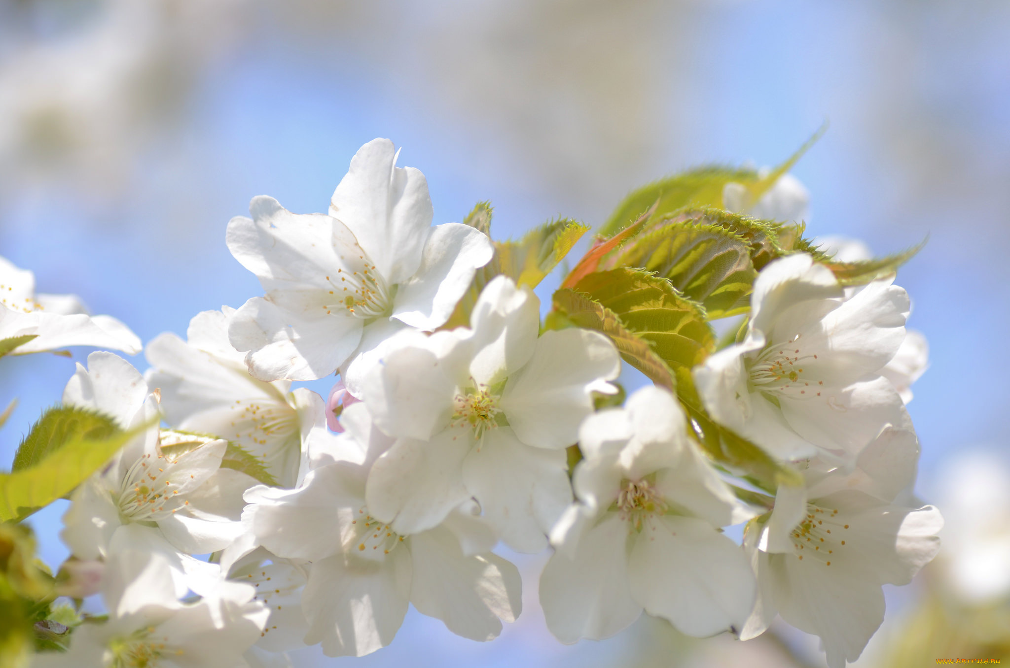 цветы, цветущие, деревья, , , кустарники, весна