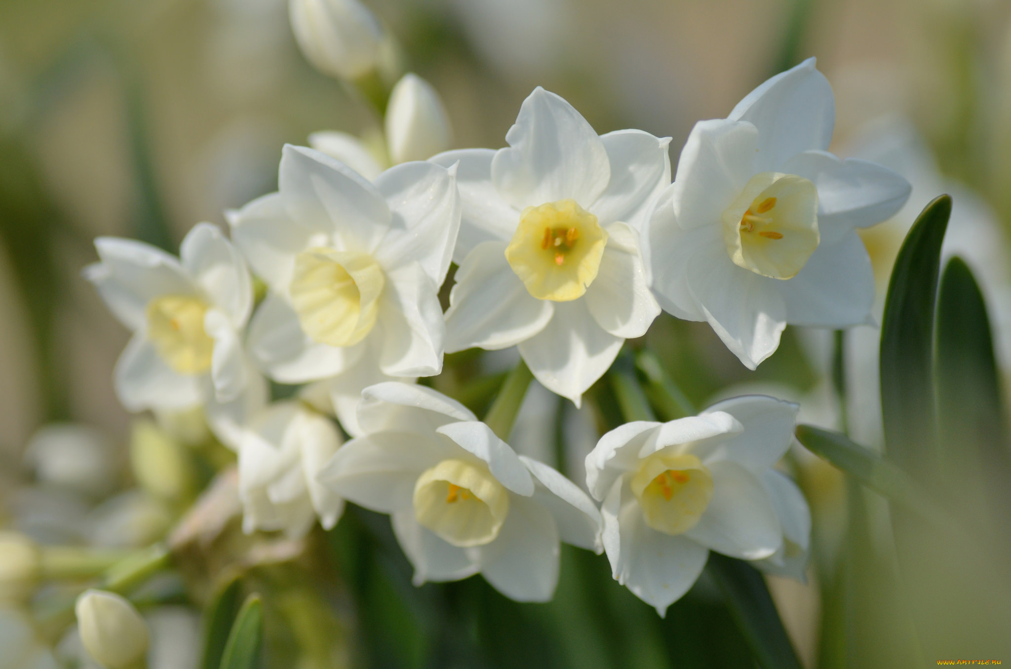 цветы, нарциссы, весна
