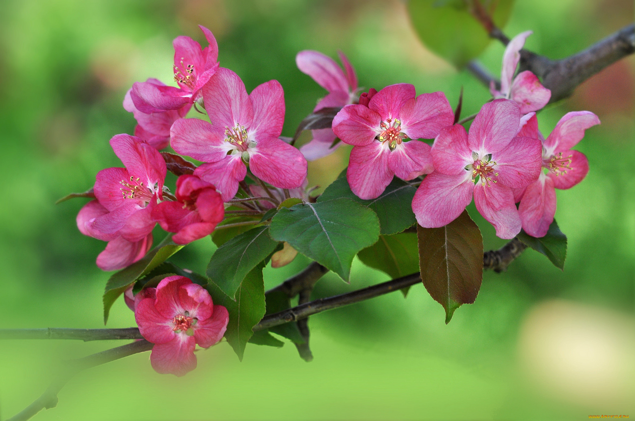 цветы, цветущие, деревья, , , кустарники, ветка