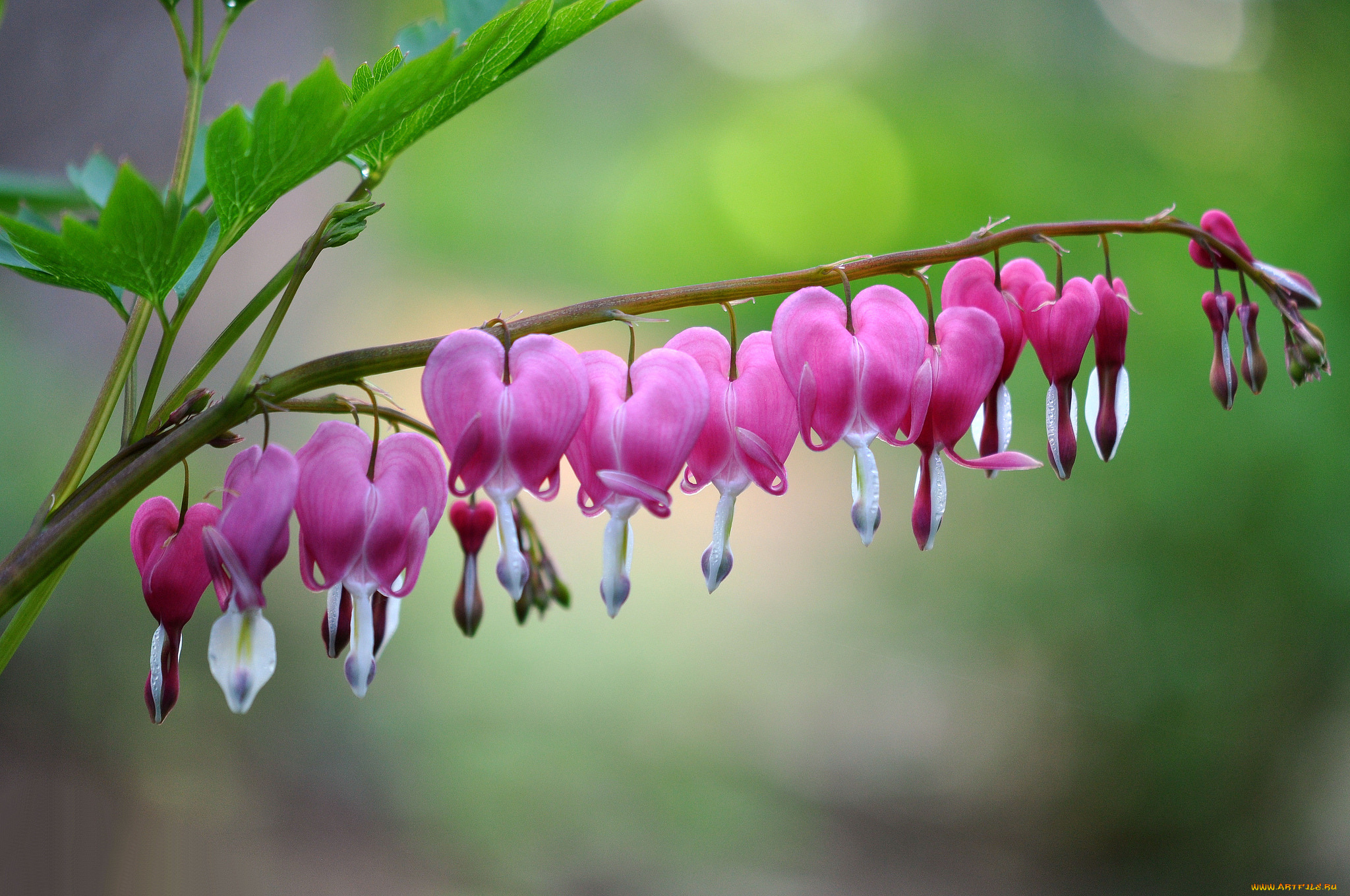 цветы, дицентра, , разбитое, сердце, дицентра, листья, стебель