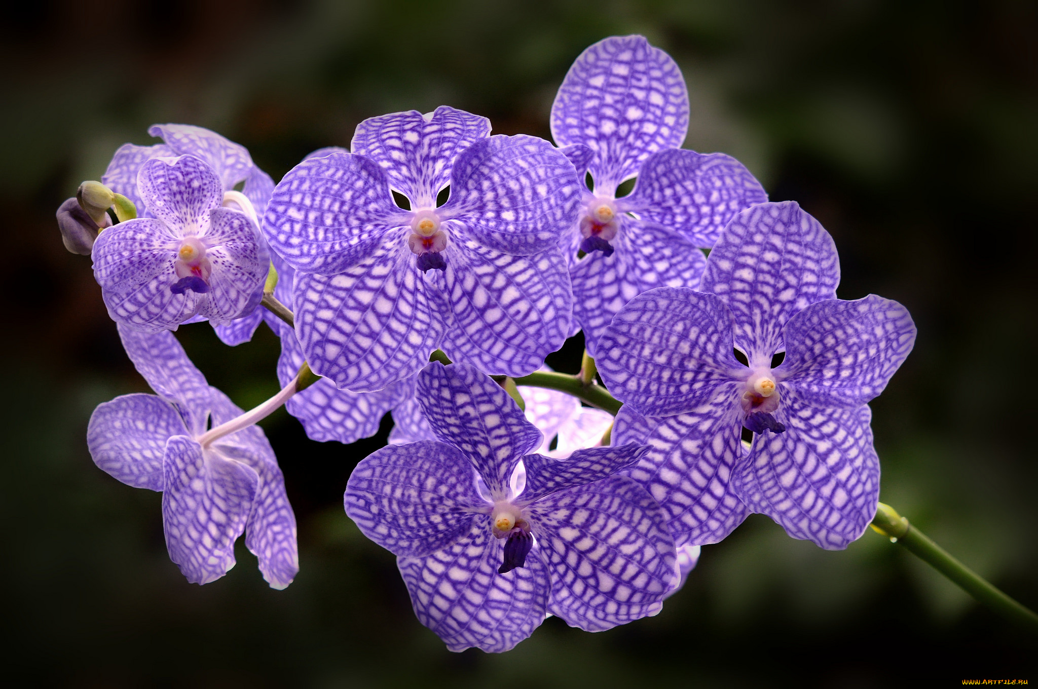 цветы, олеандры, ветка