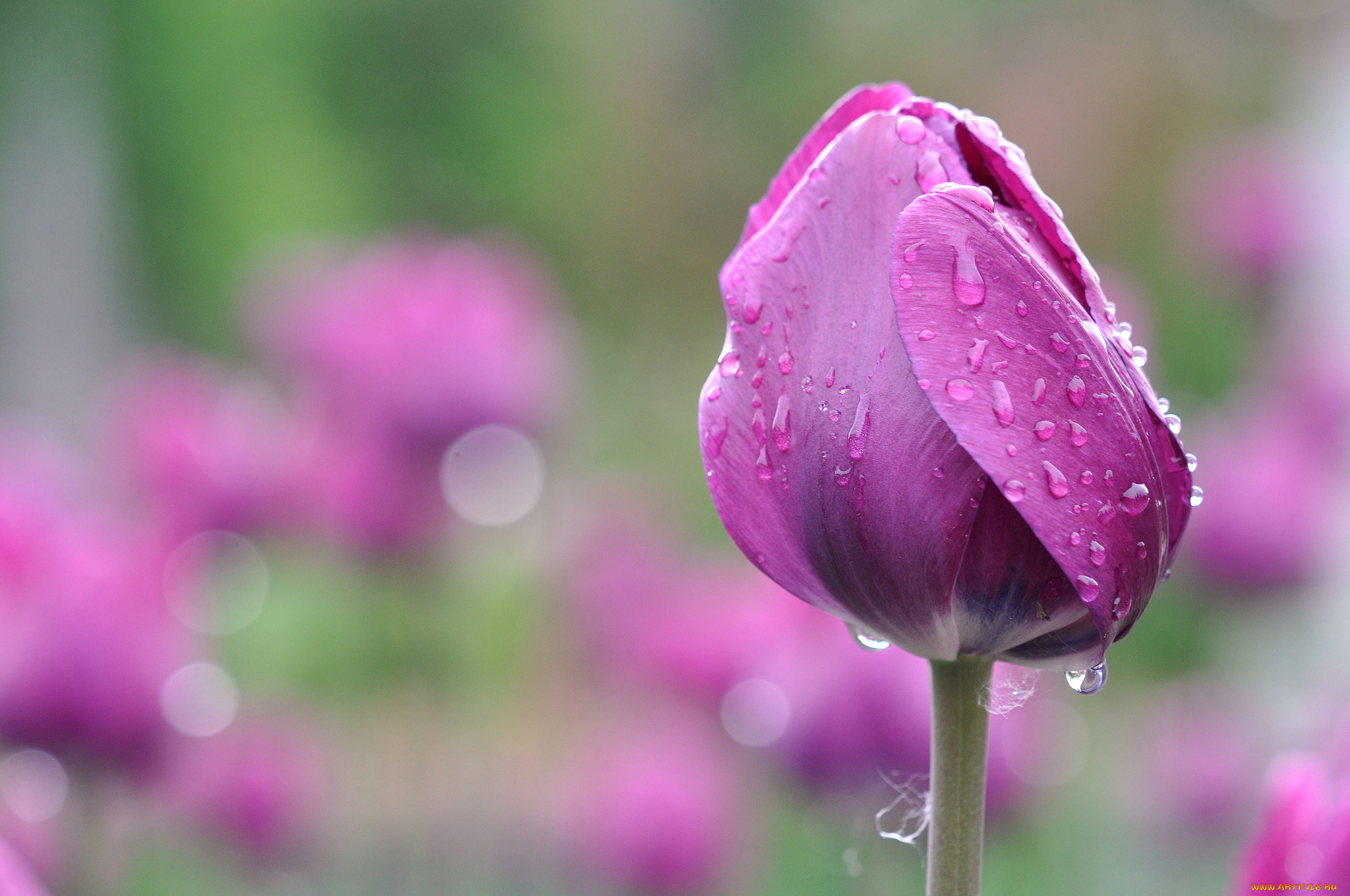 цветы, тюльпаны, тюльпан, капли, роса