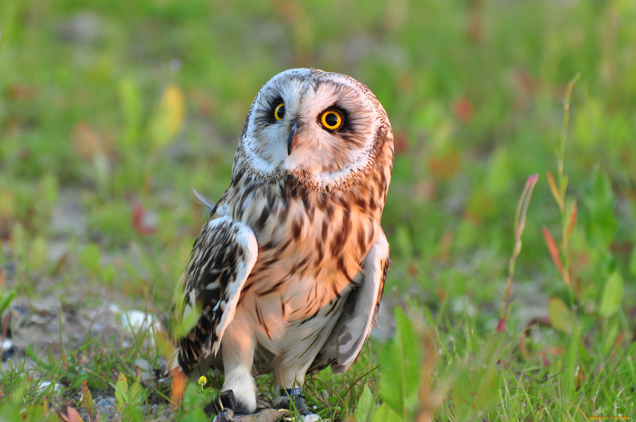 животные, совы, сова, птица, трава