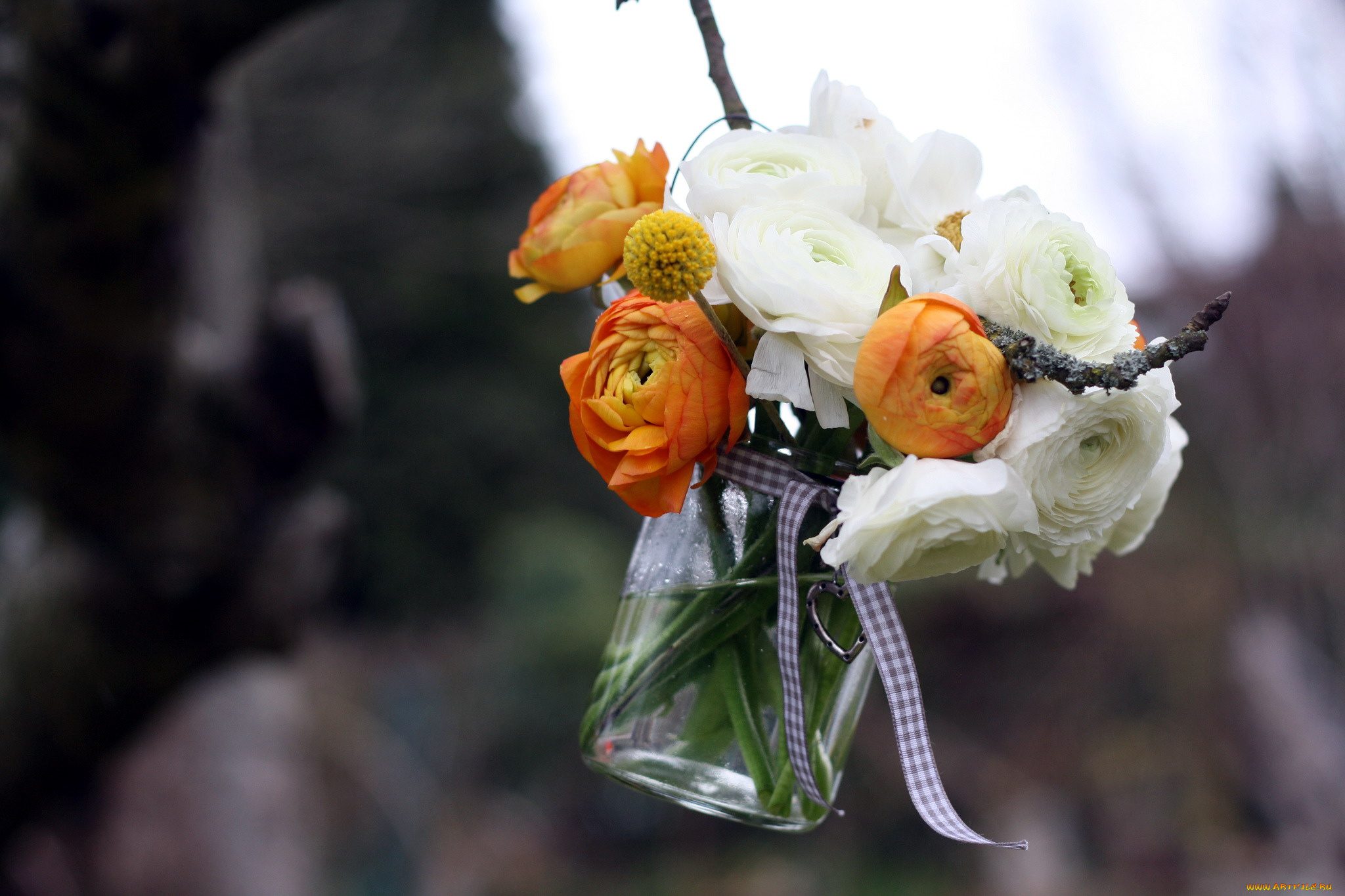 цветы, ранункулюс, , азиатский, лютик, ветка, бант