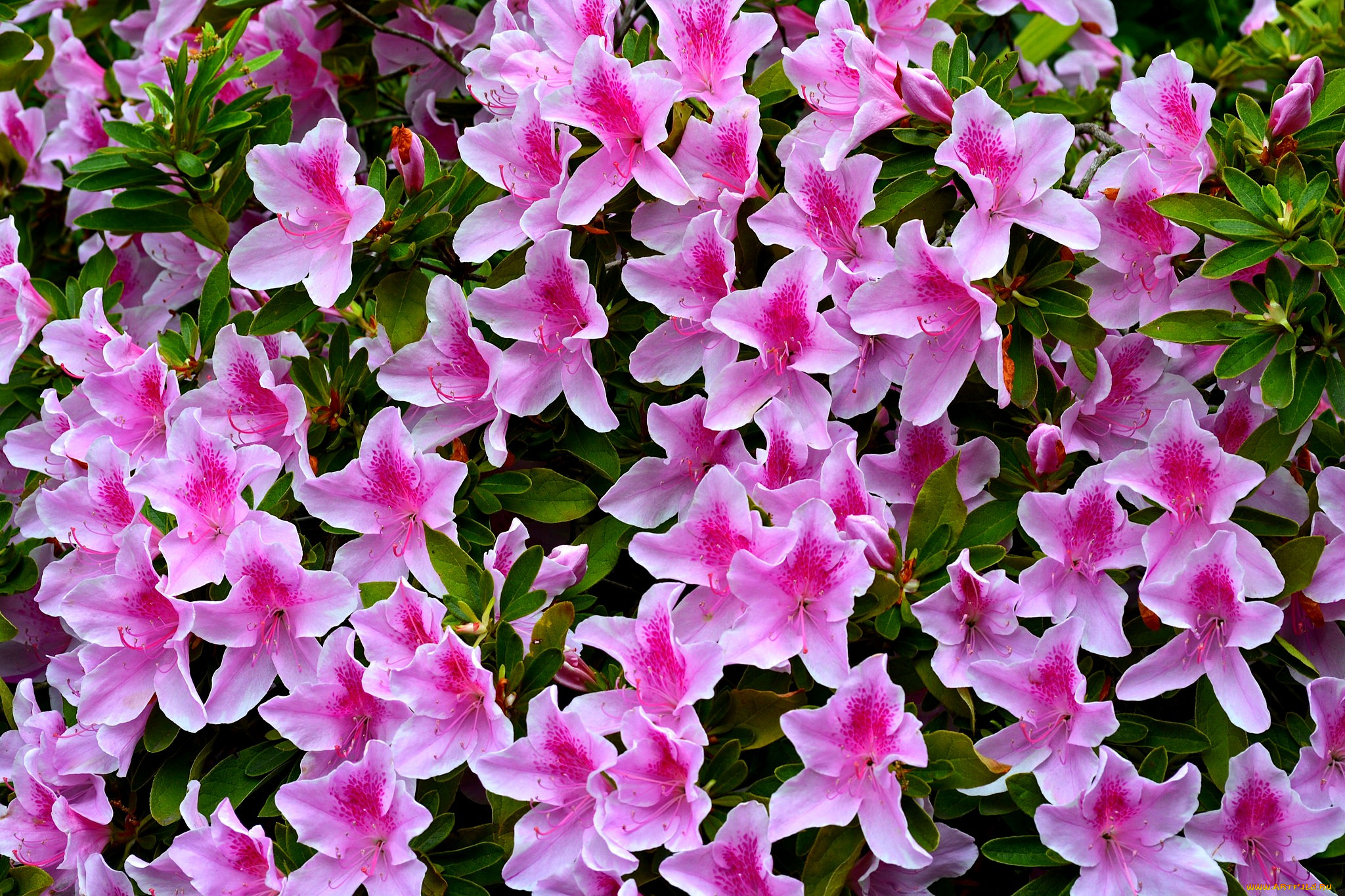 цветы, рододендроны, , азалии, розовая, азалия, листья