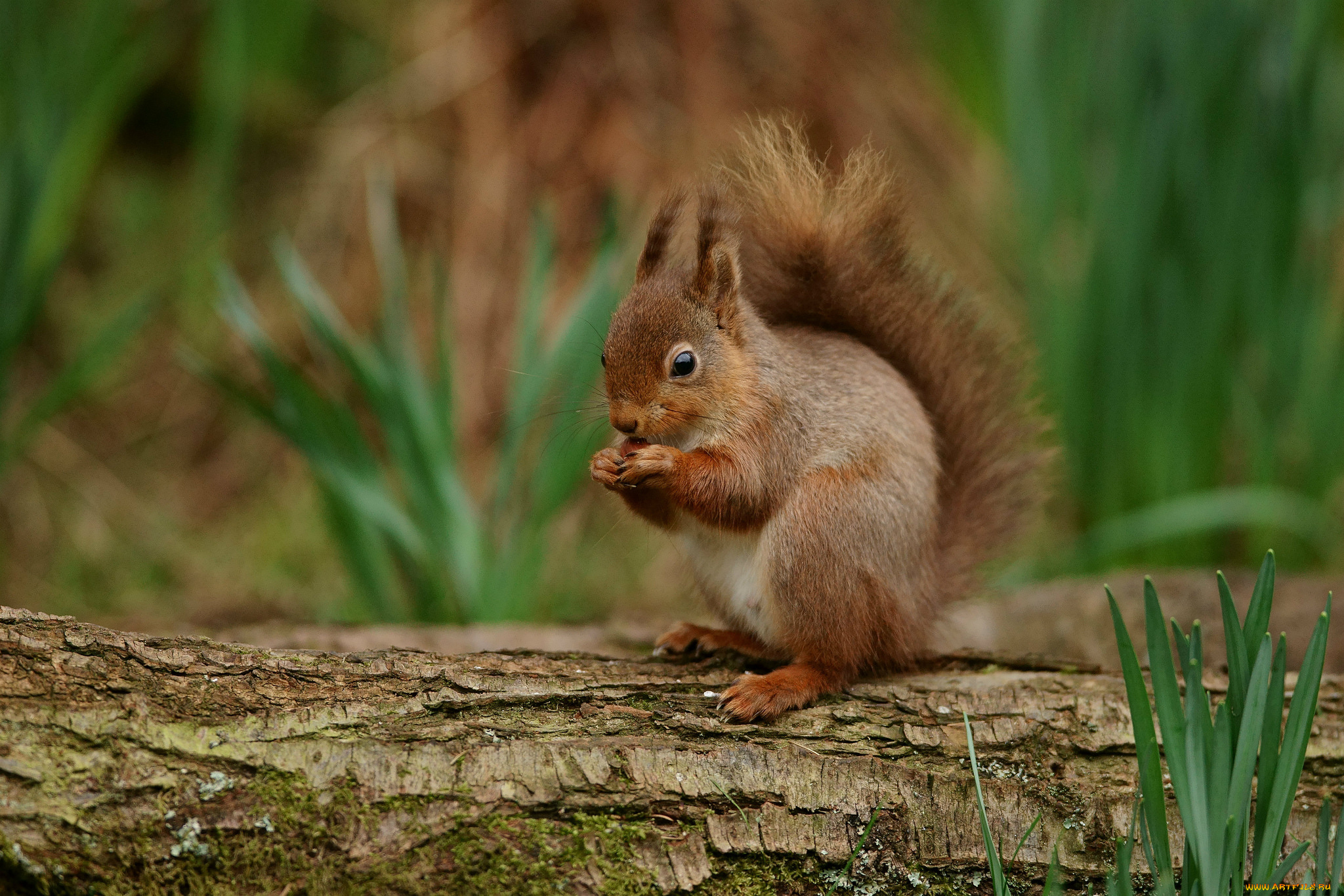 животные, белки, белка, дерево, трава, весна