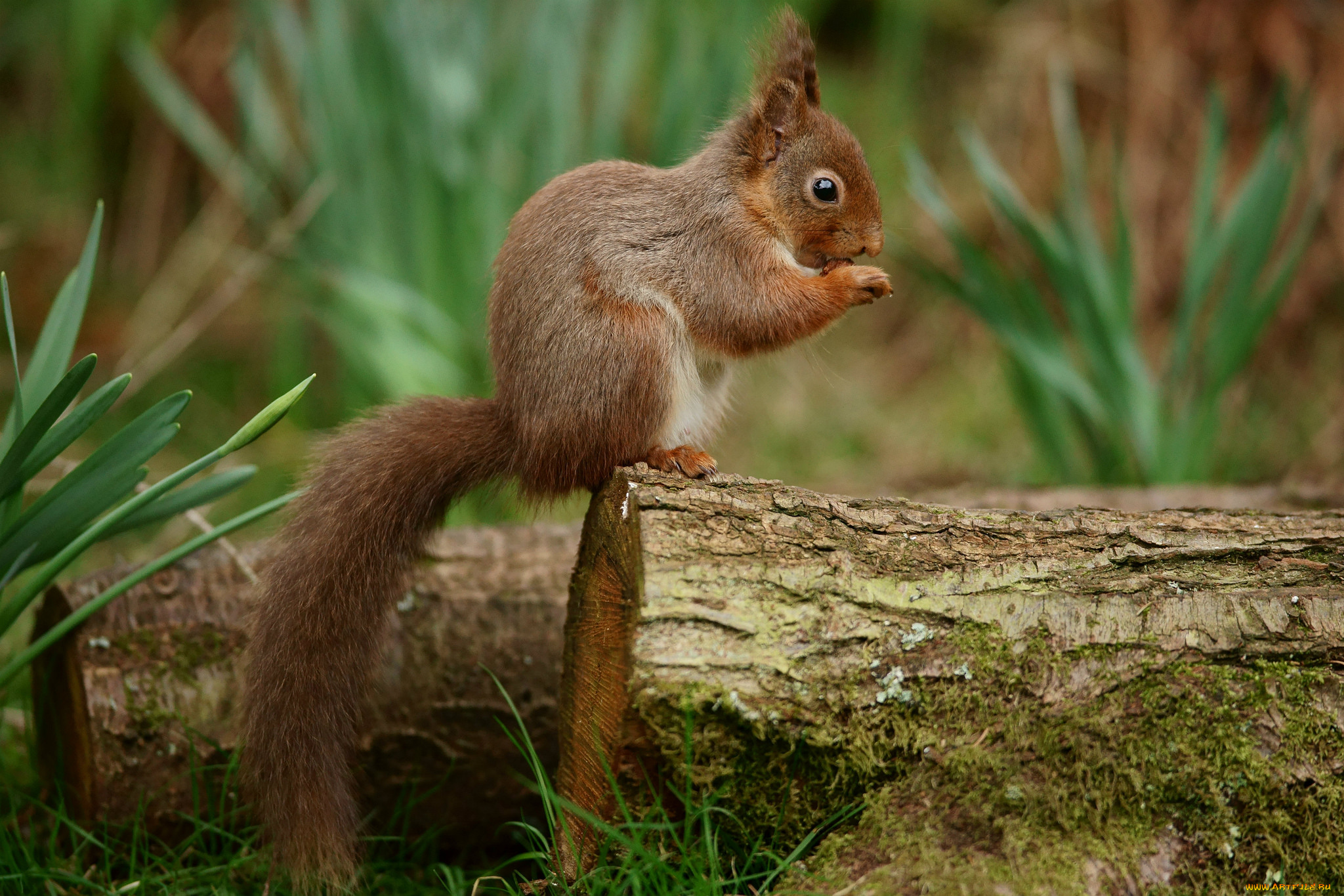 животные, белки, дерево, белка, трава, весна