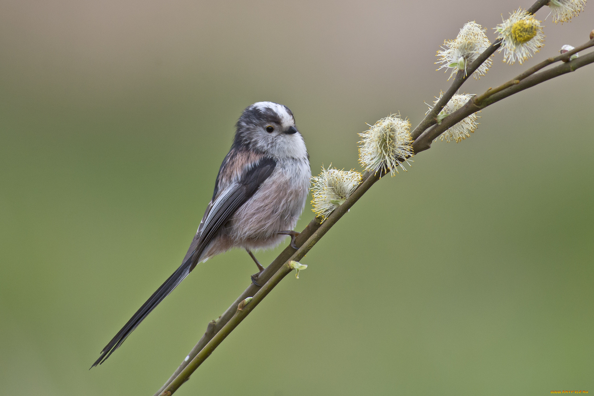 животные, птицы, птица, цветы, ветка, фон