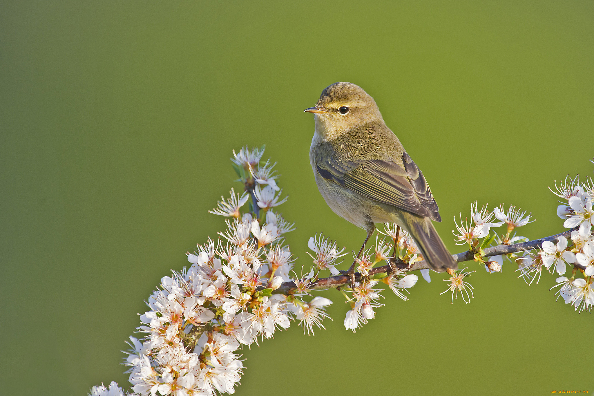 животные, птицы, воробей, цветы, ветка, фон