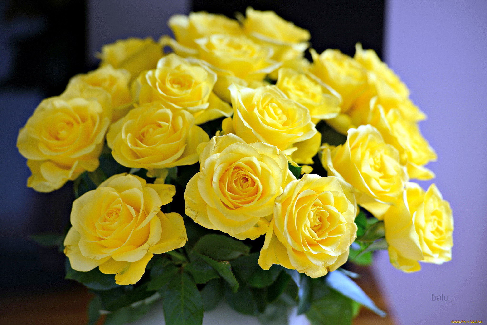 цветы, розы, желтый