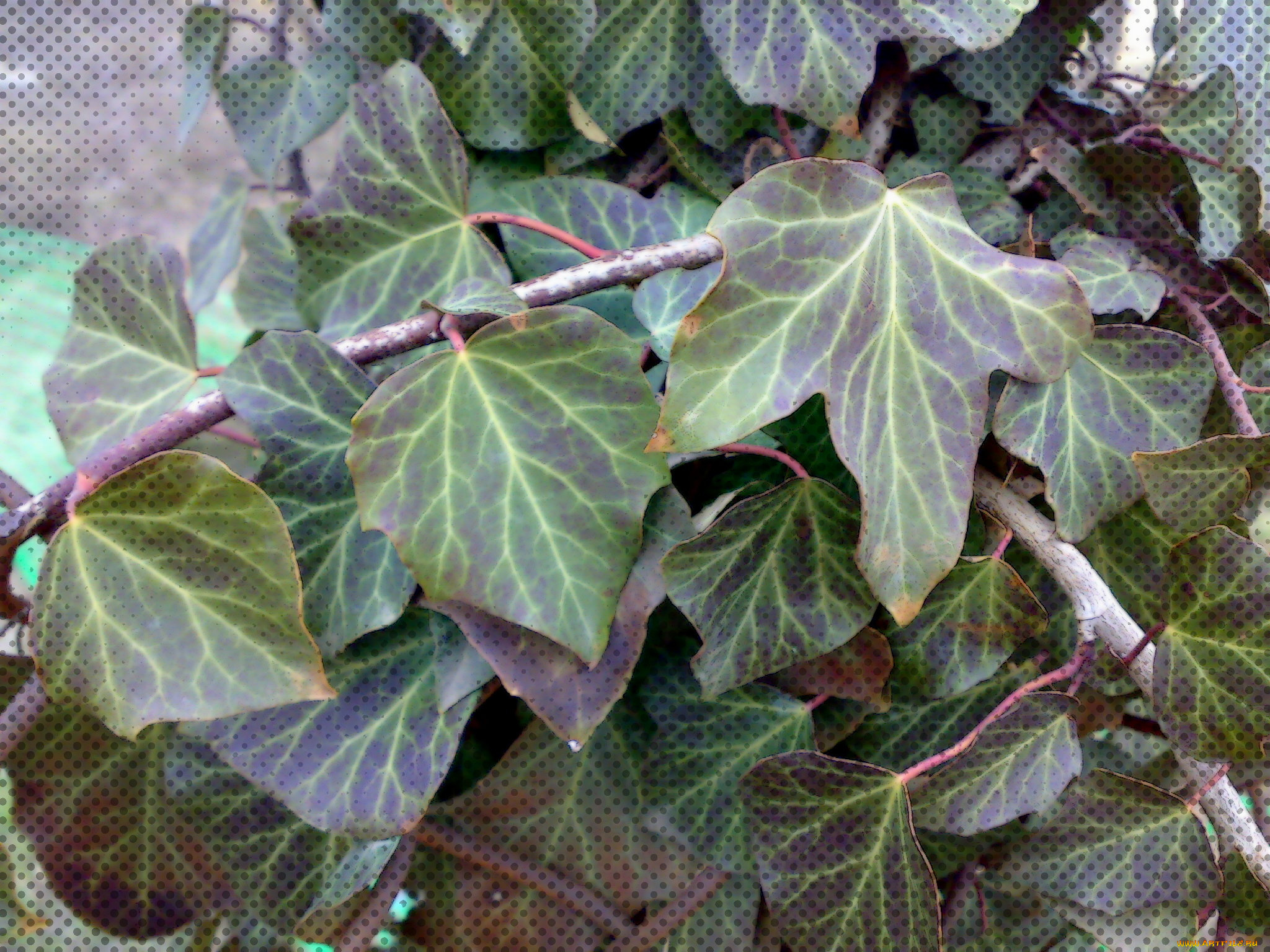 разное, компьютерный, дизайн, листья, плющ, точки, обработка, зелёные