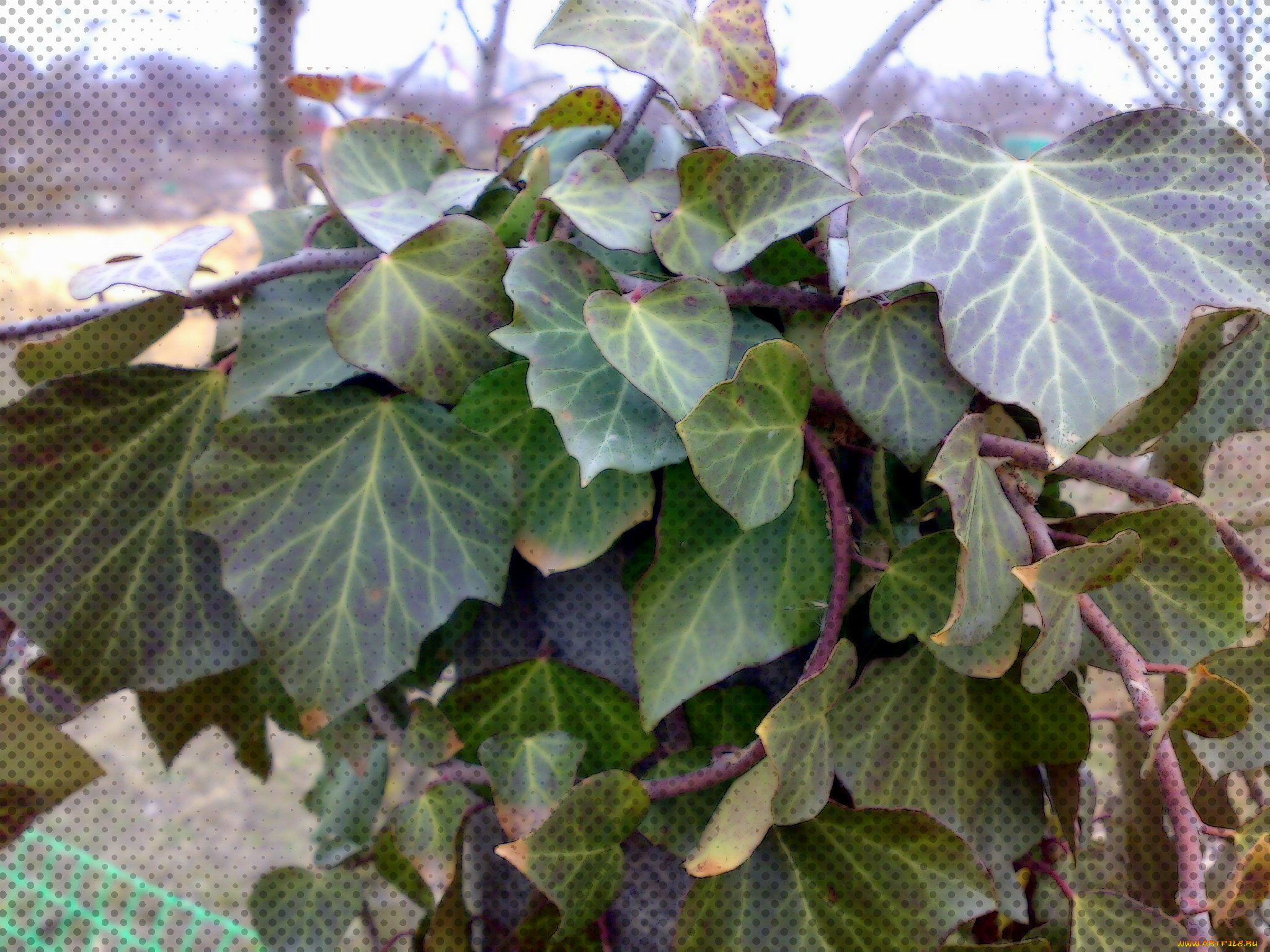 разное, компьютерный, дизайн, обработка, точки, листья, плющ, зелёные