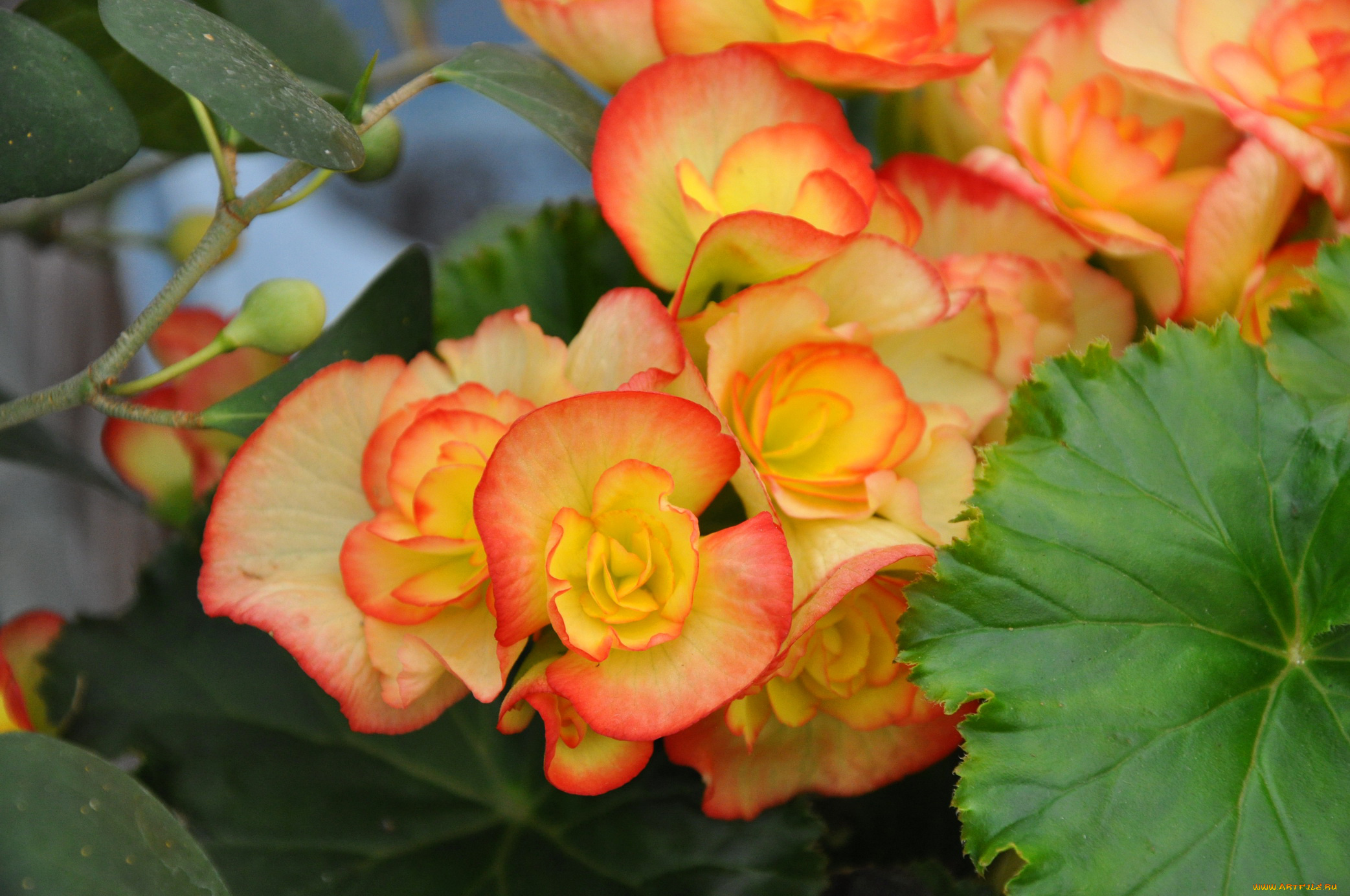 цветы, бегония, оранжевая