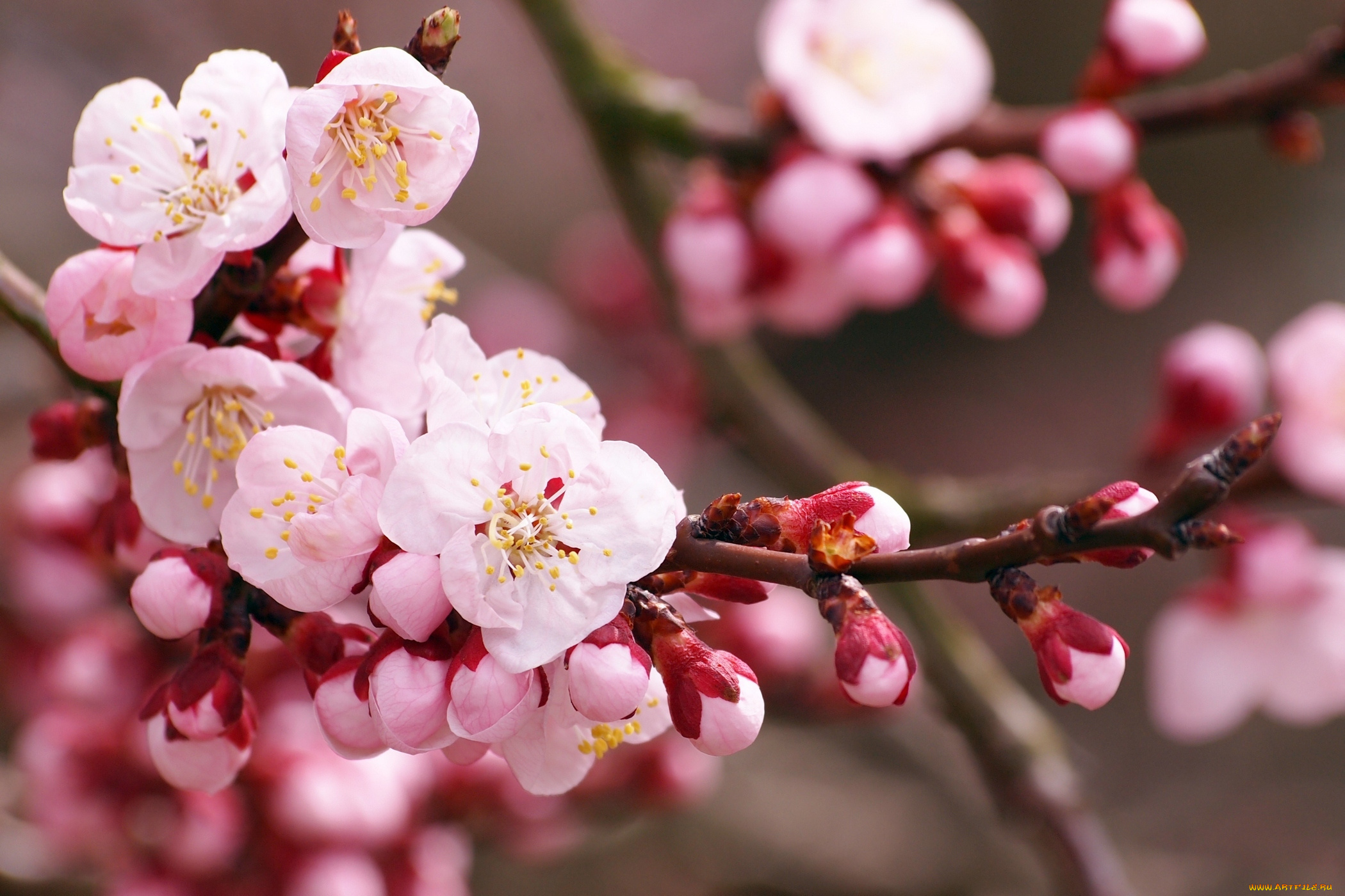 цветы, цветущие, деревья, , , кустарники, цветущее, дерево, цветки, листья, весна