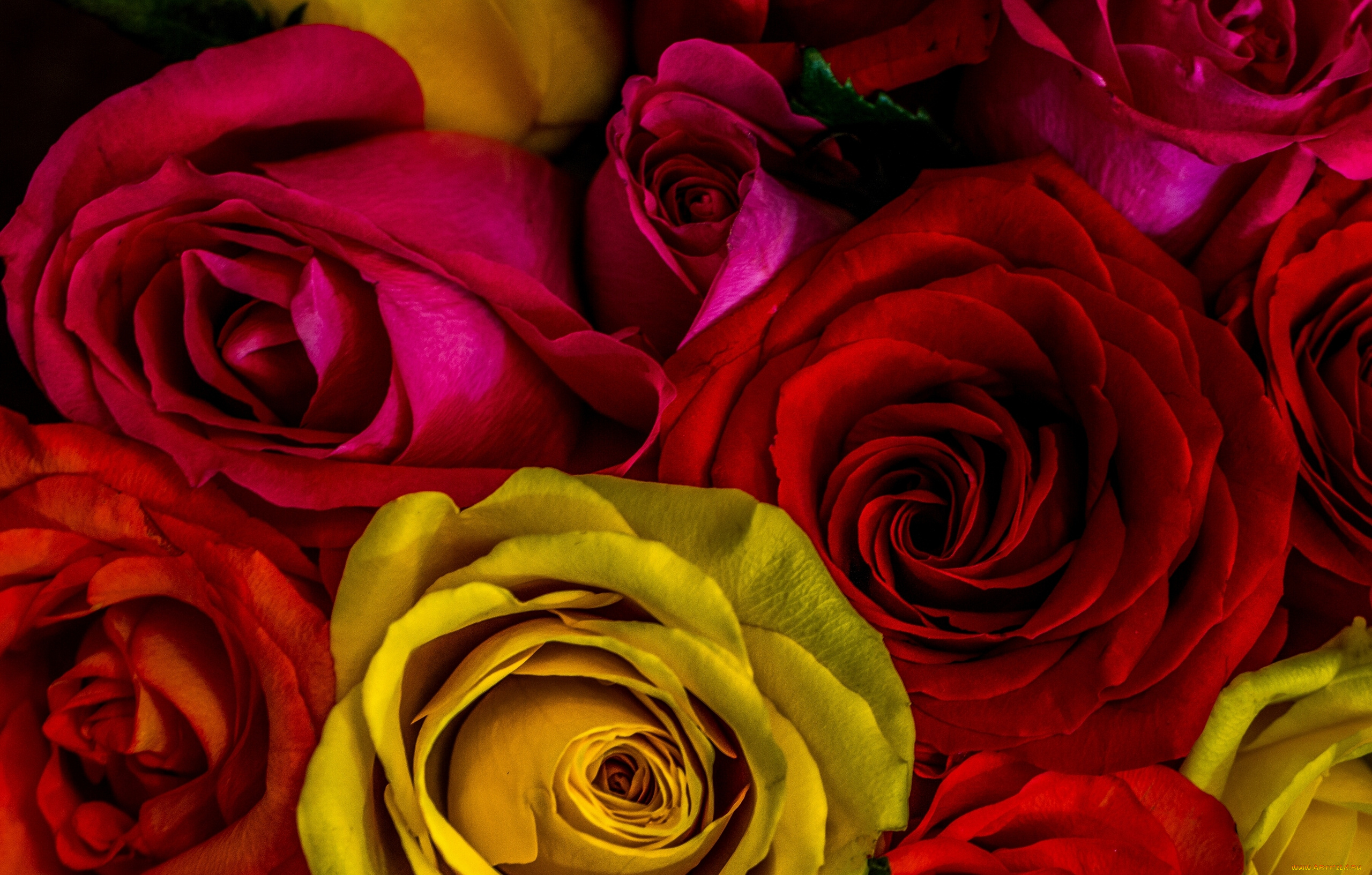 цветы, розы, макро, бутоны