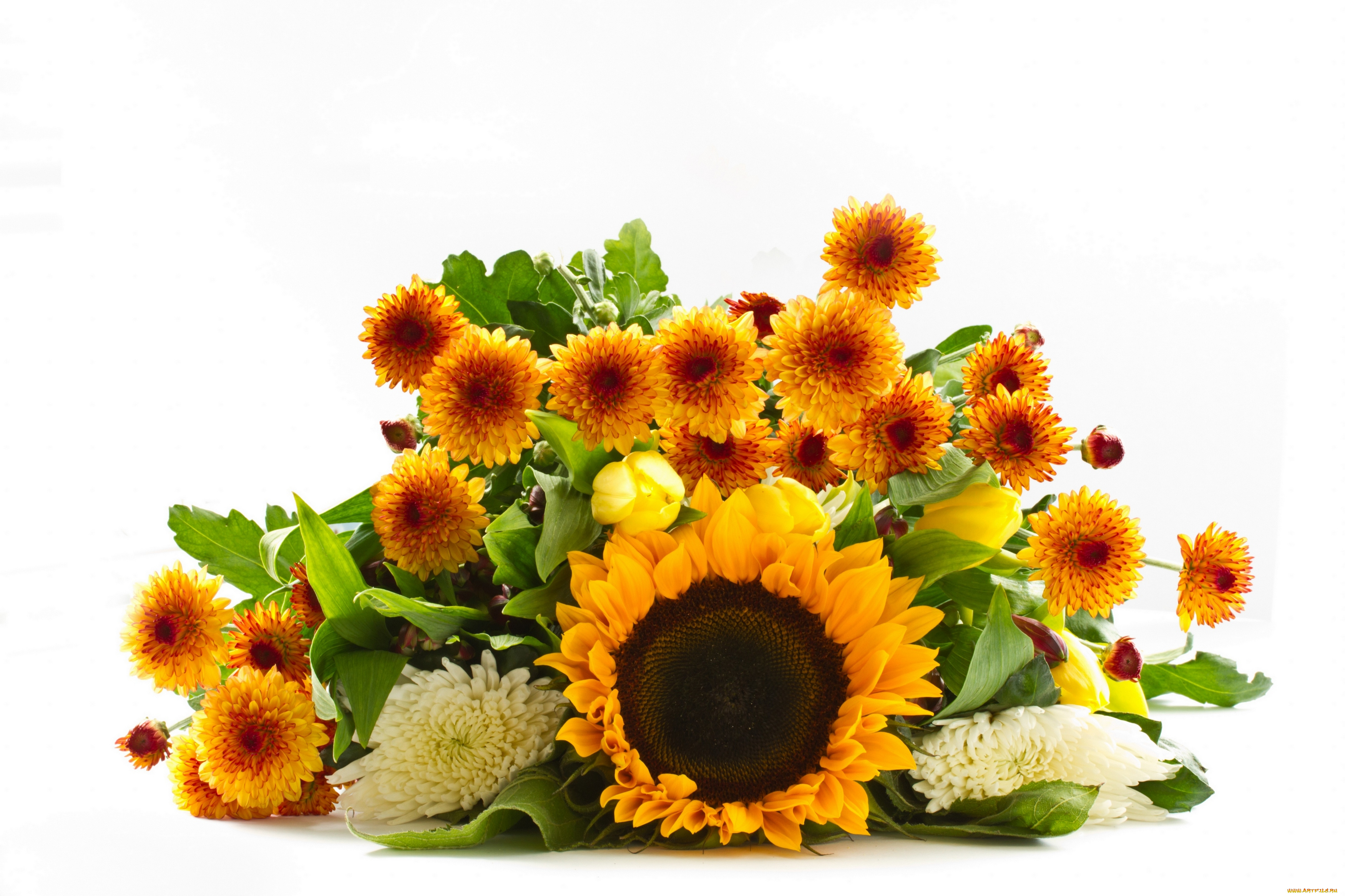 цветы, разные, вместе, белый, фон, букет, подсолнух, хризантема, георгин, тюльпаны