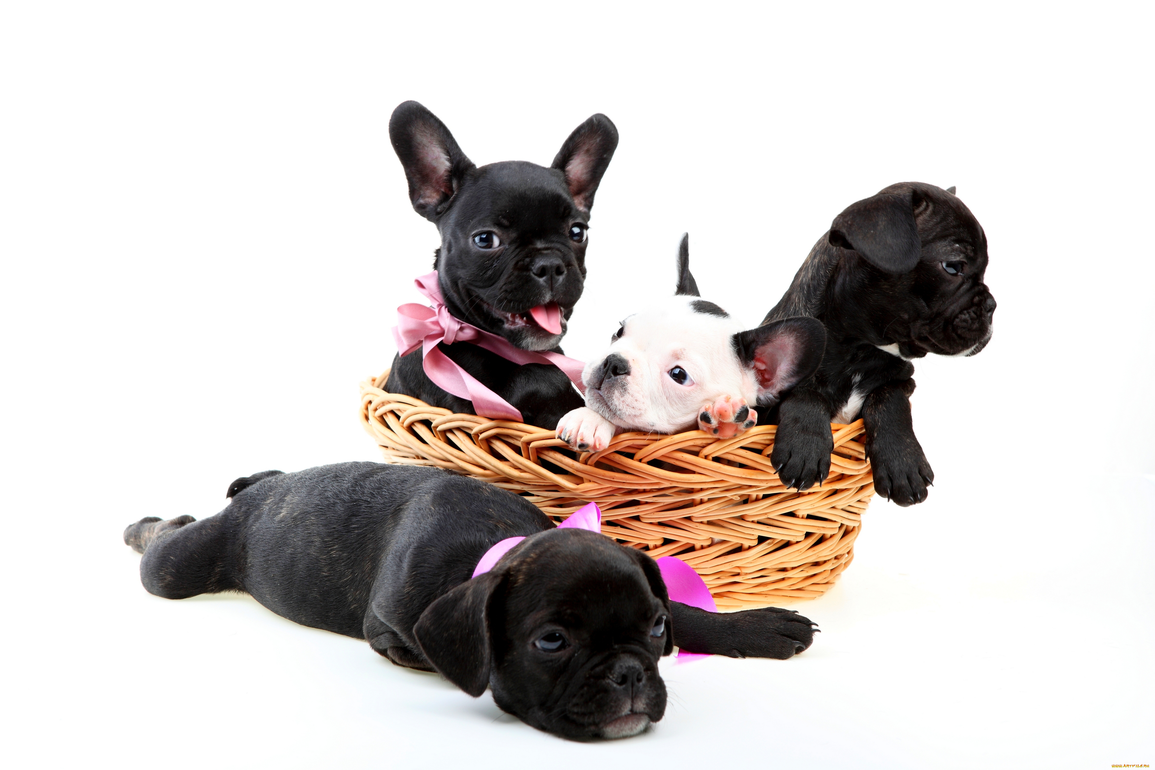 животные, собаки, белый, фон, щенки, корзина