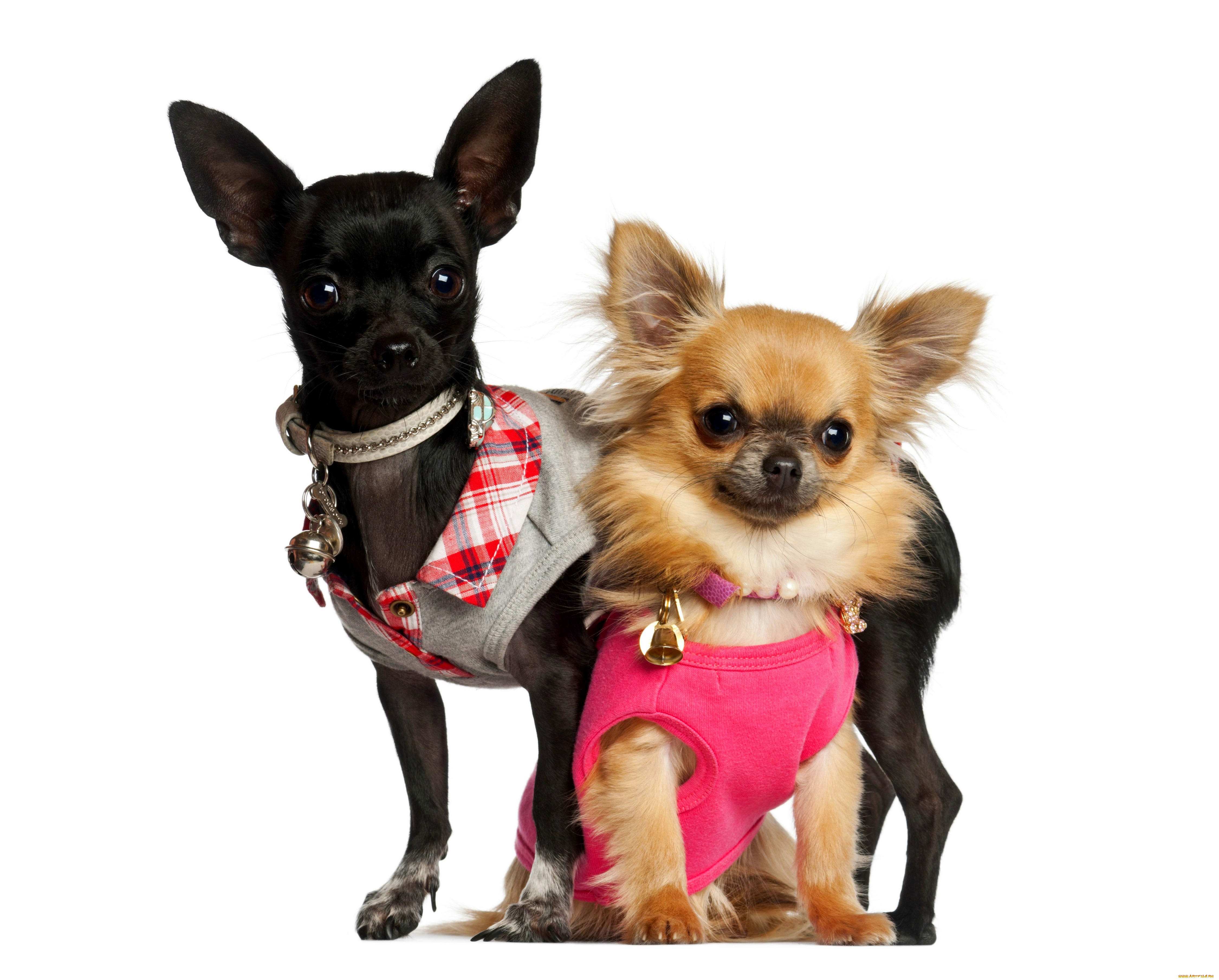 животные, собаки, белый, фон, собачки