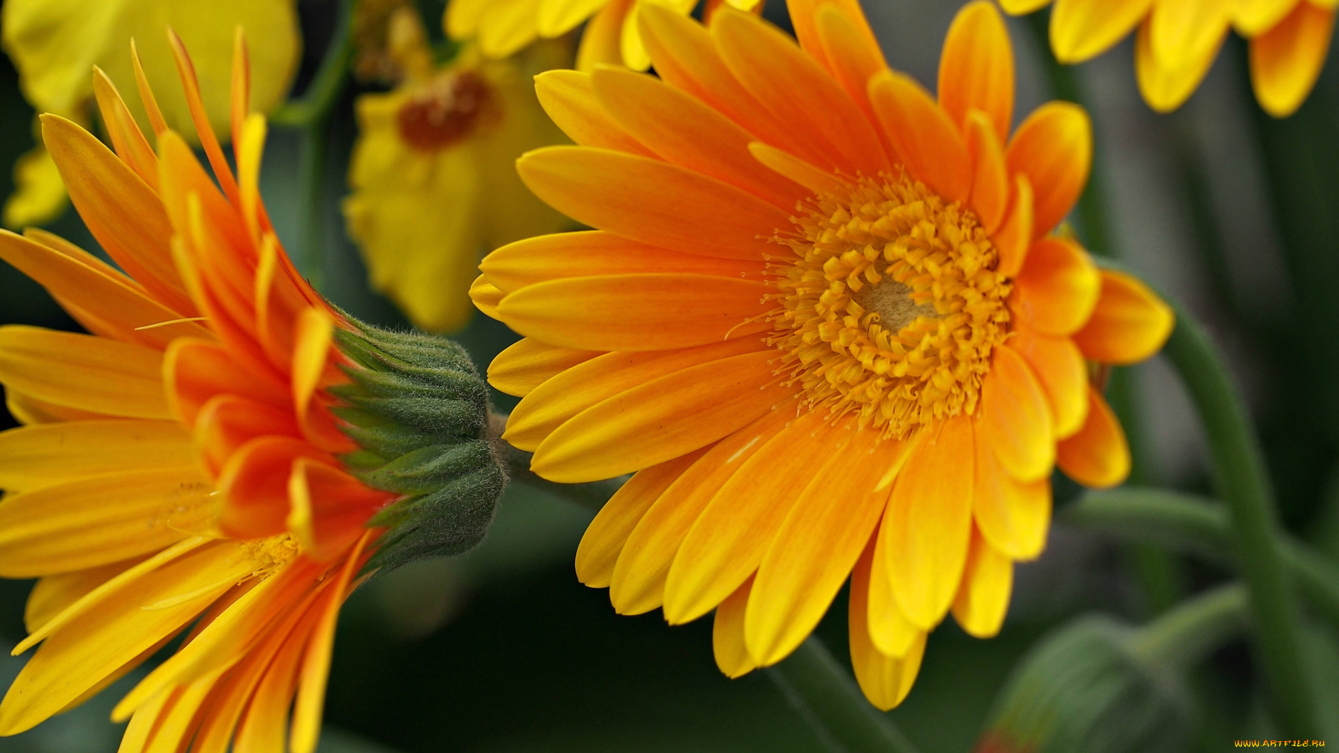 цветы, герберы, макро, лепестки