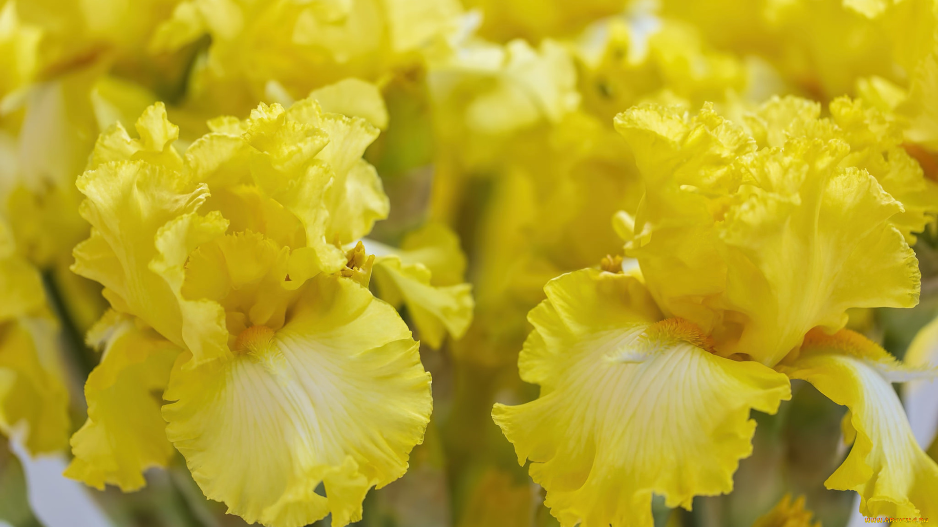 цветы, ирисы, желтый, макро, ирис