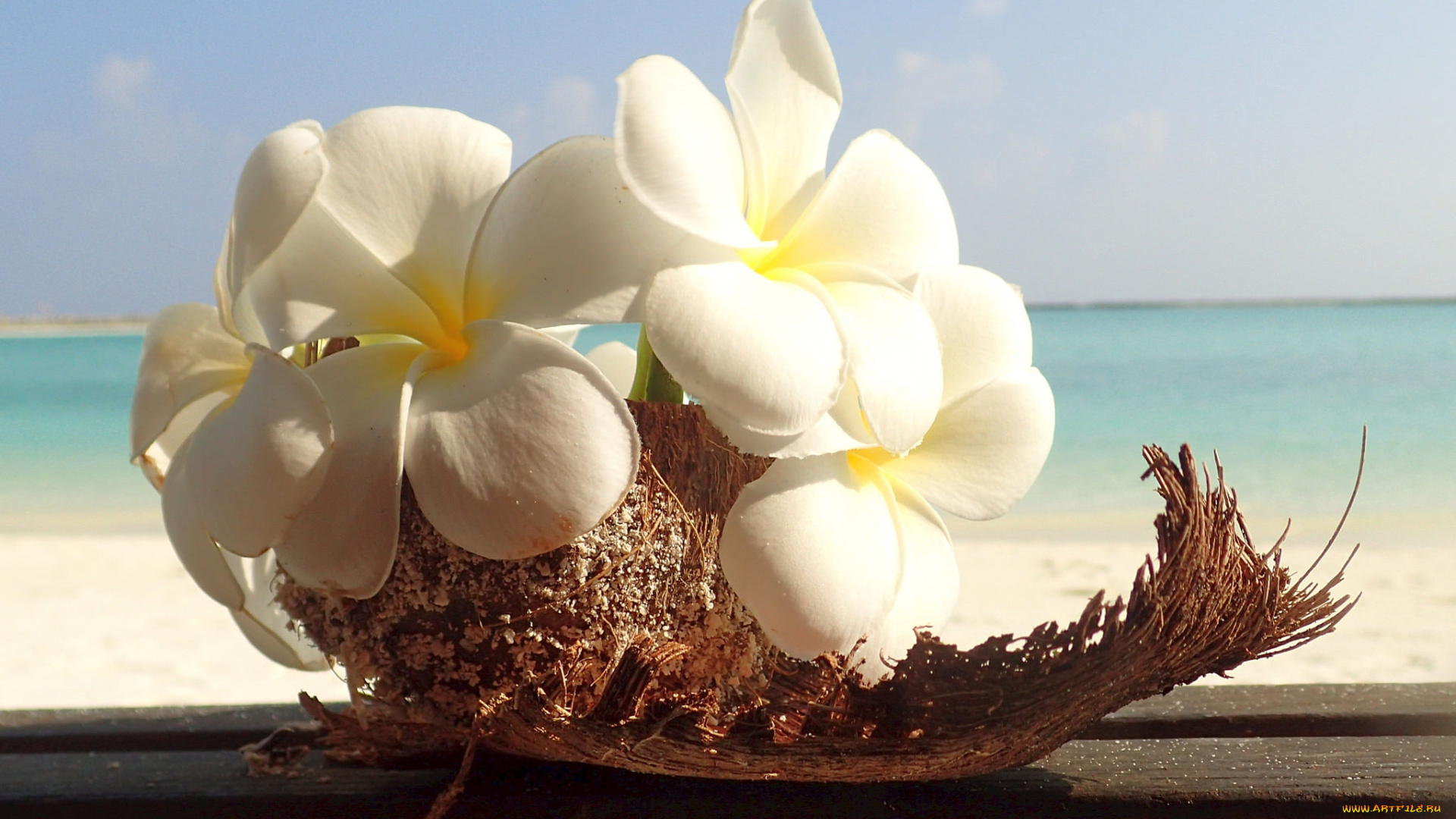 цветы, плюмерия