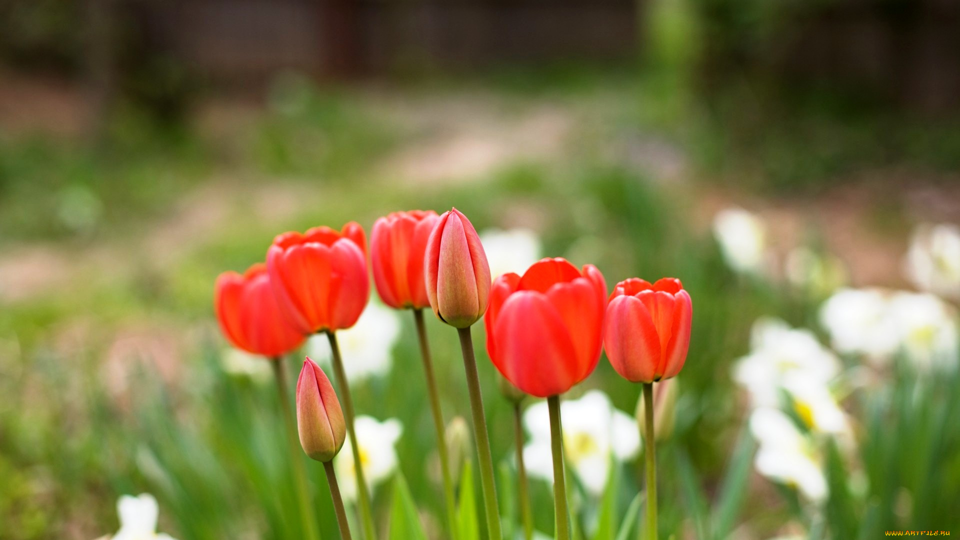 цветы, тюльпаны, бутоны, красные, сад, нарциссы
